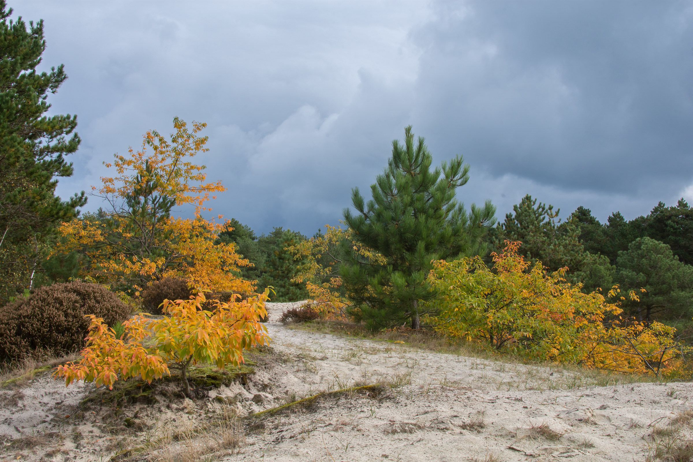 Dune in autumncolour