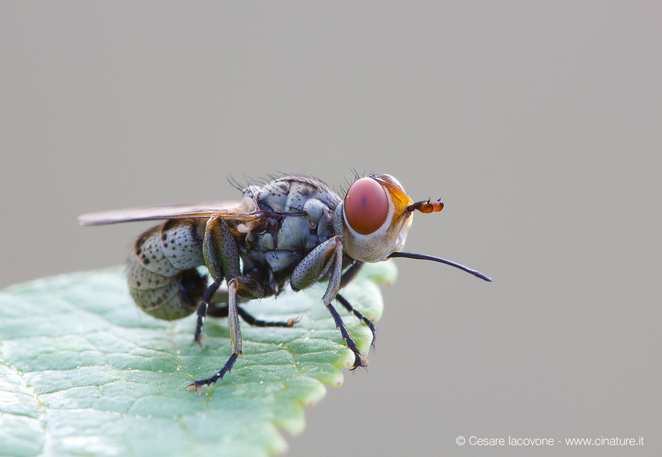 Dittero lingua lunga