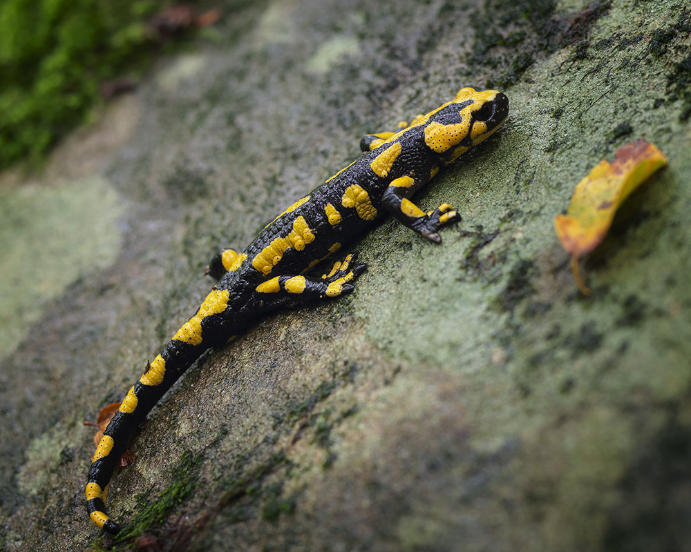 salamandra
