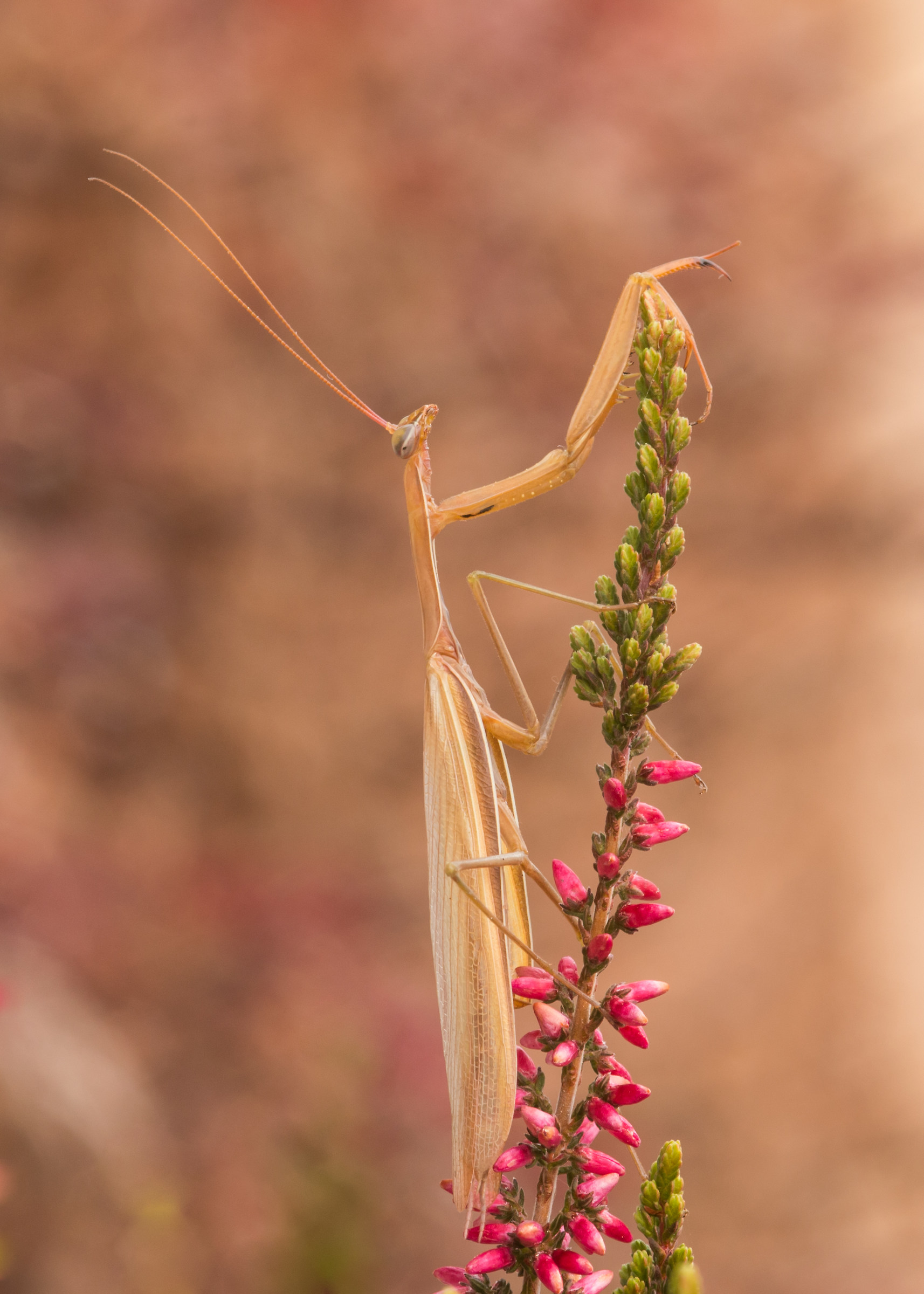 Praying Mantis Fall