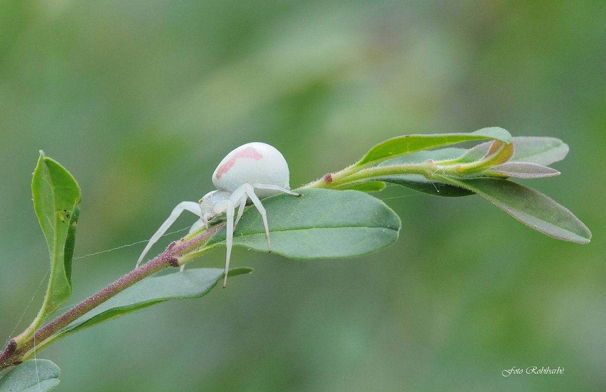 Ragno granchio dei fiori...