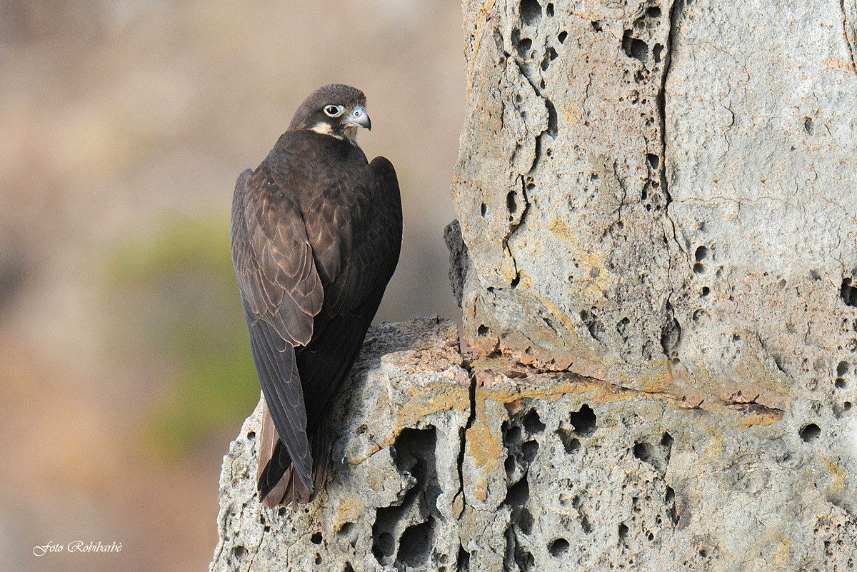 Falco della Regina...