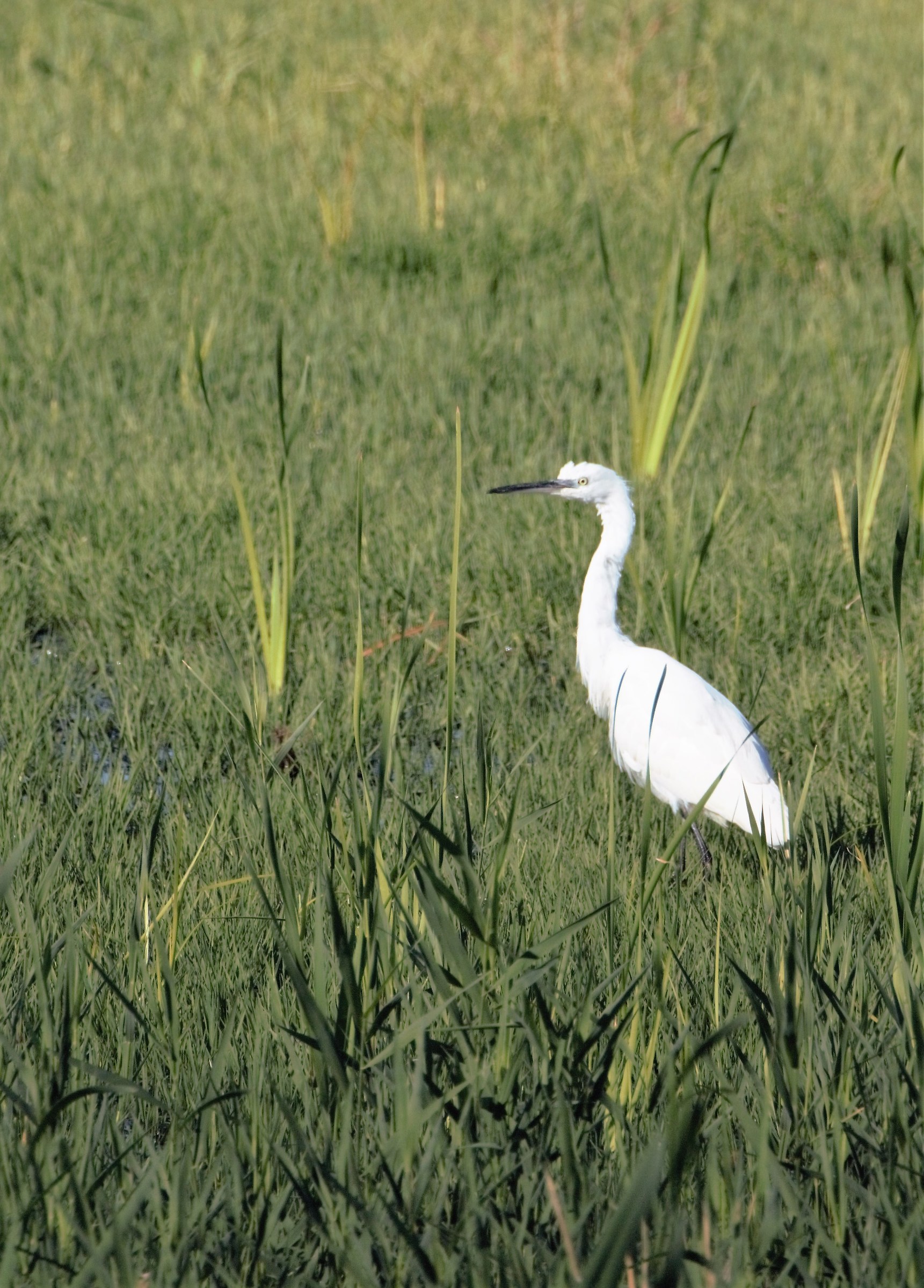 egret