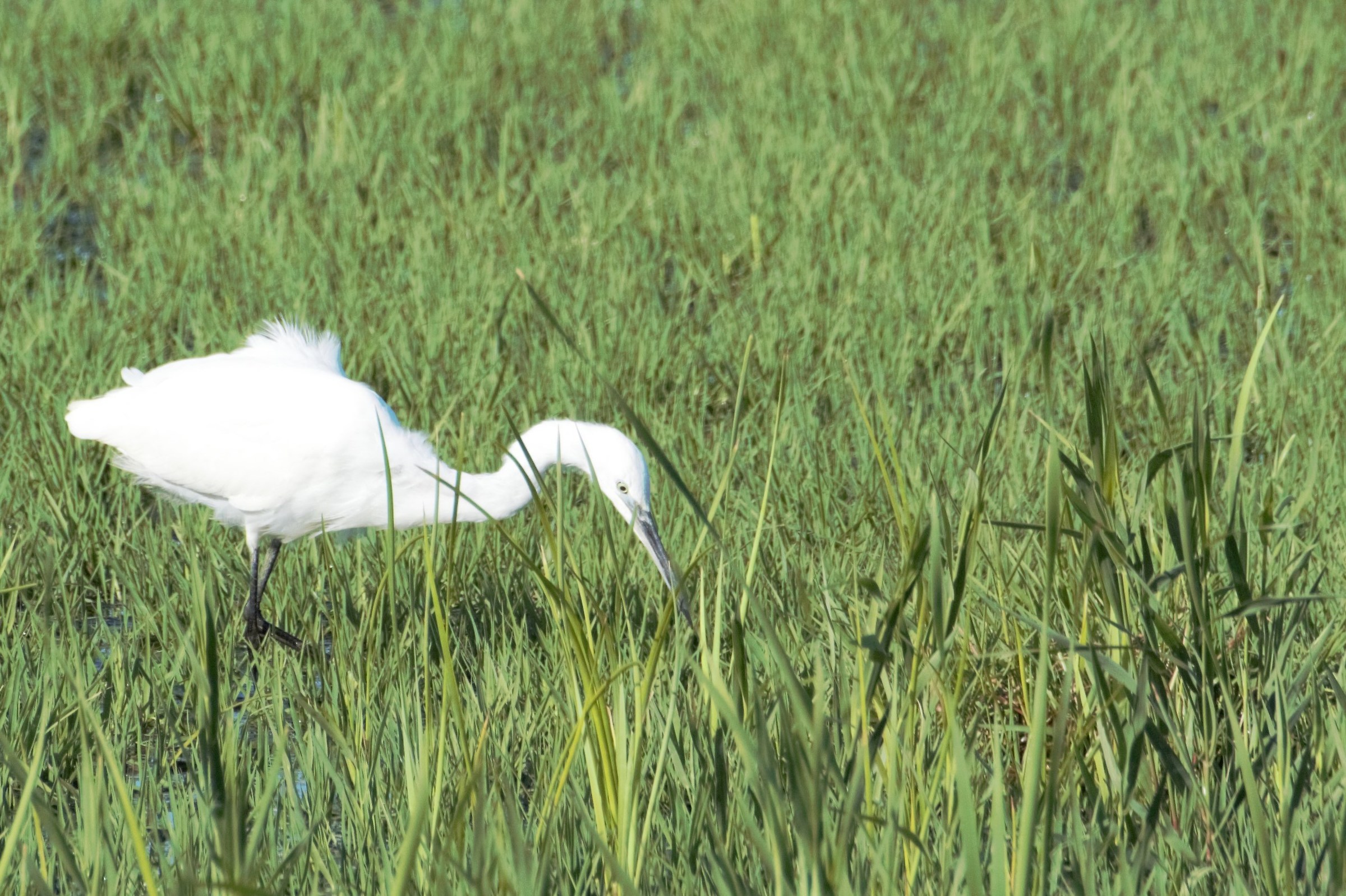 egret