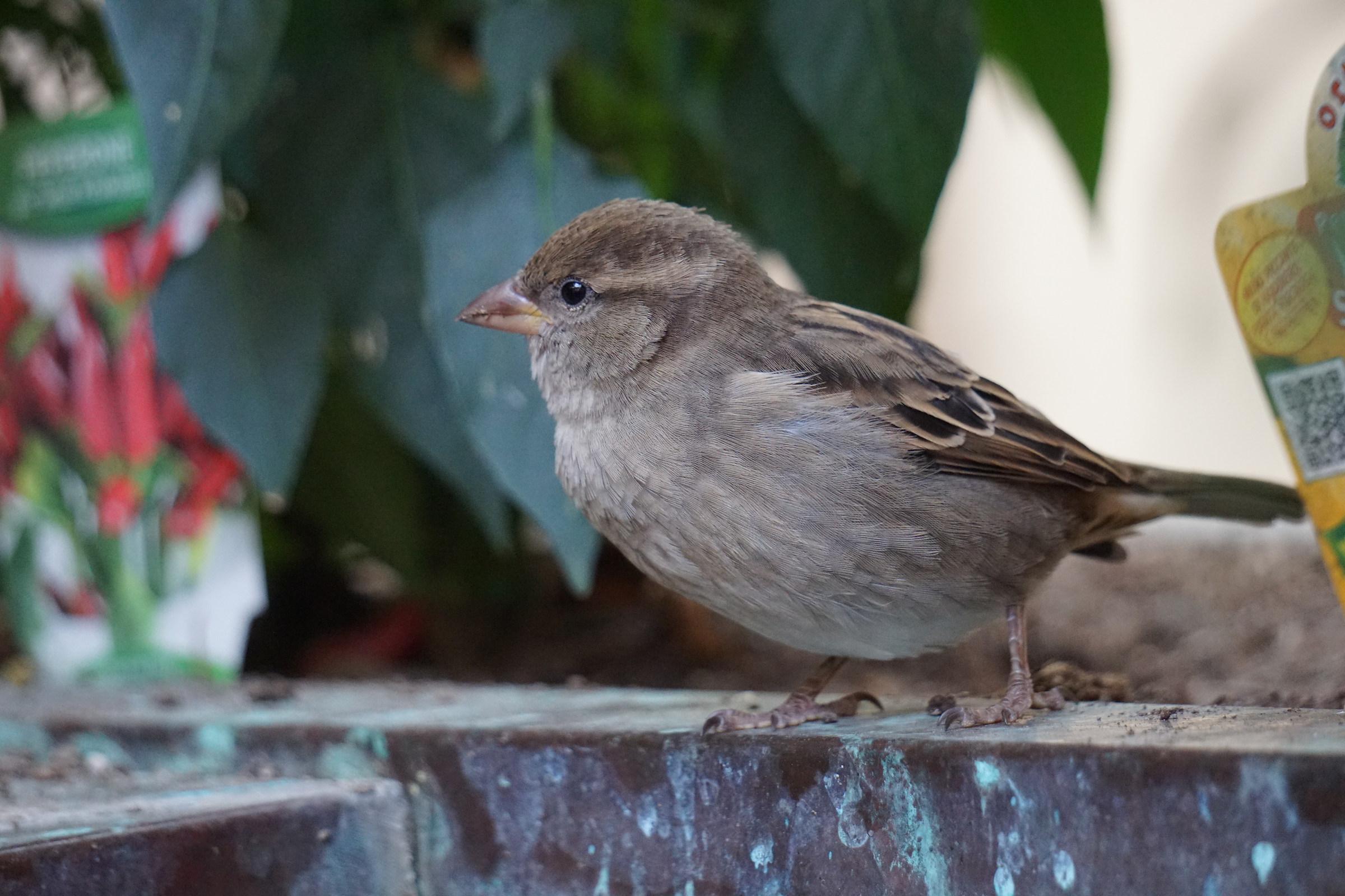 Il passero solitario...