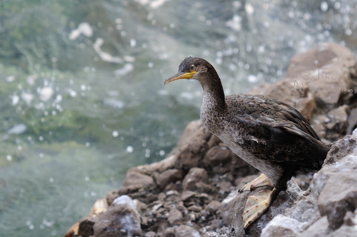 marangome crested immature