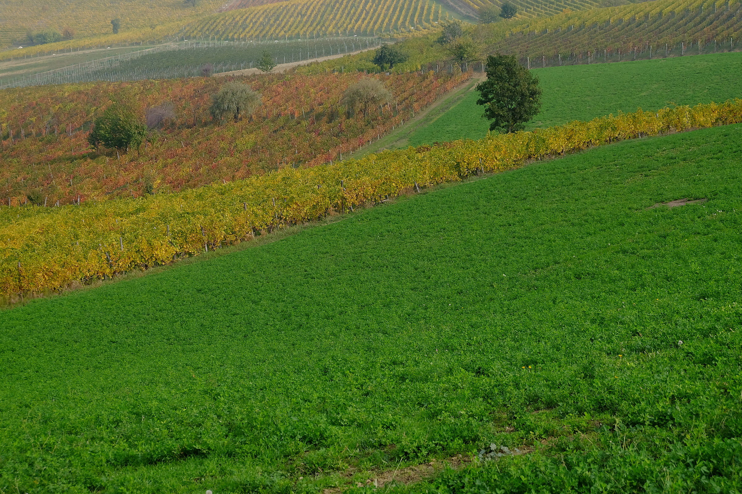 Autumn in the Monferrato