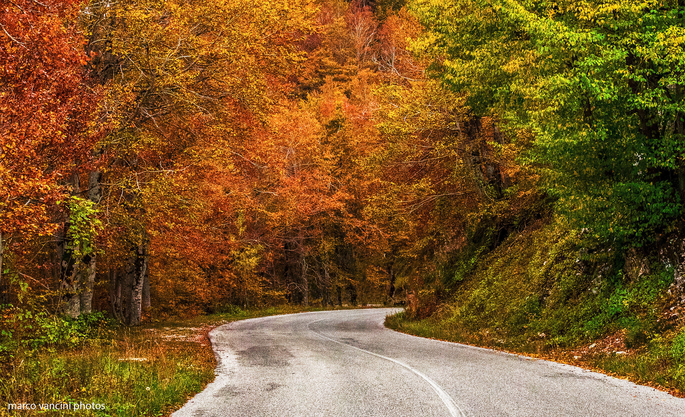 The wonders of the woods