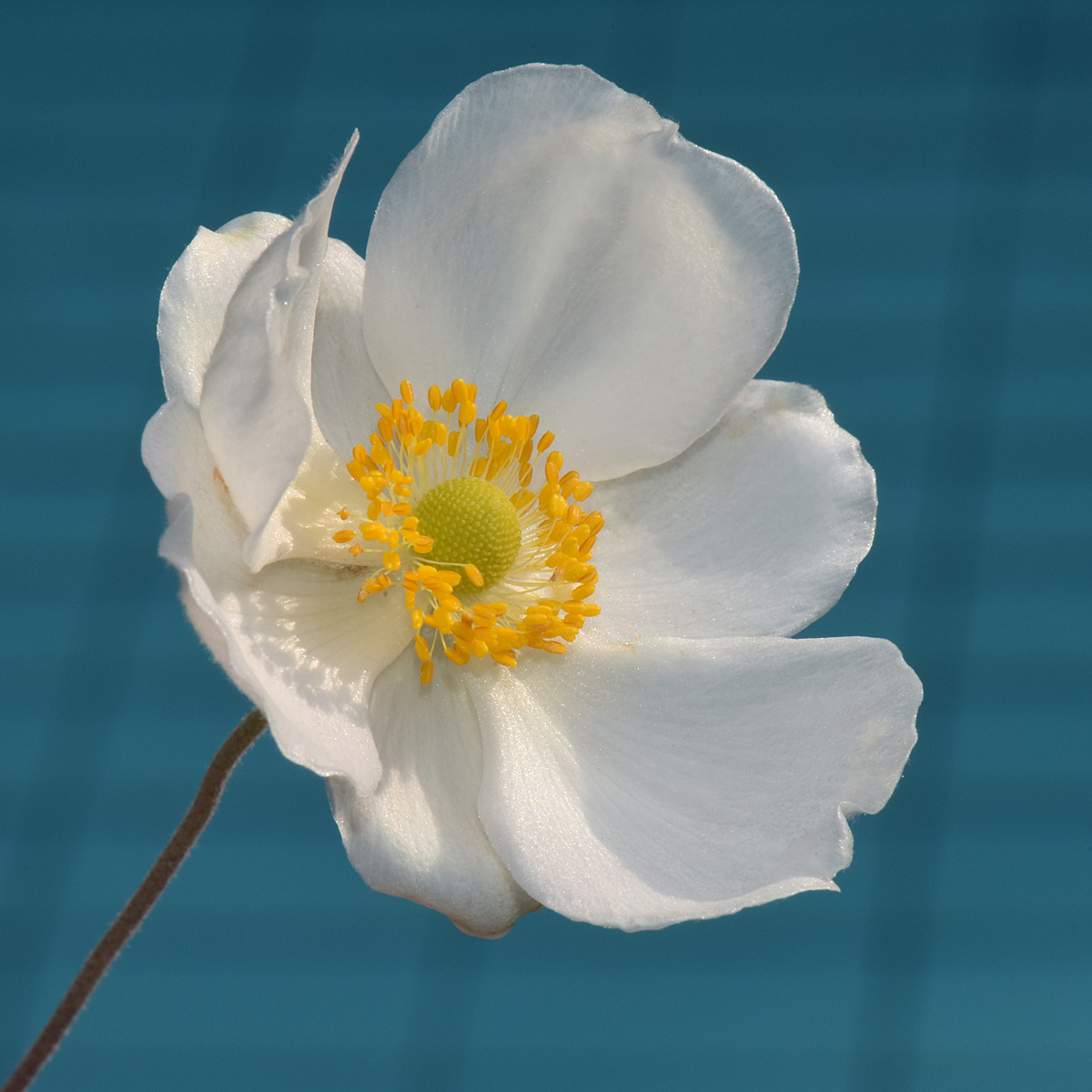 autumn anemone