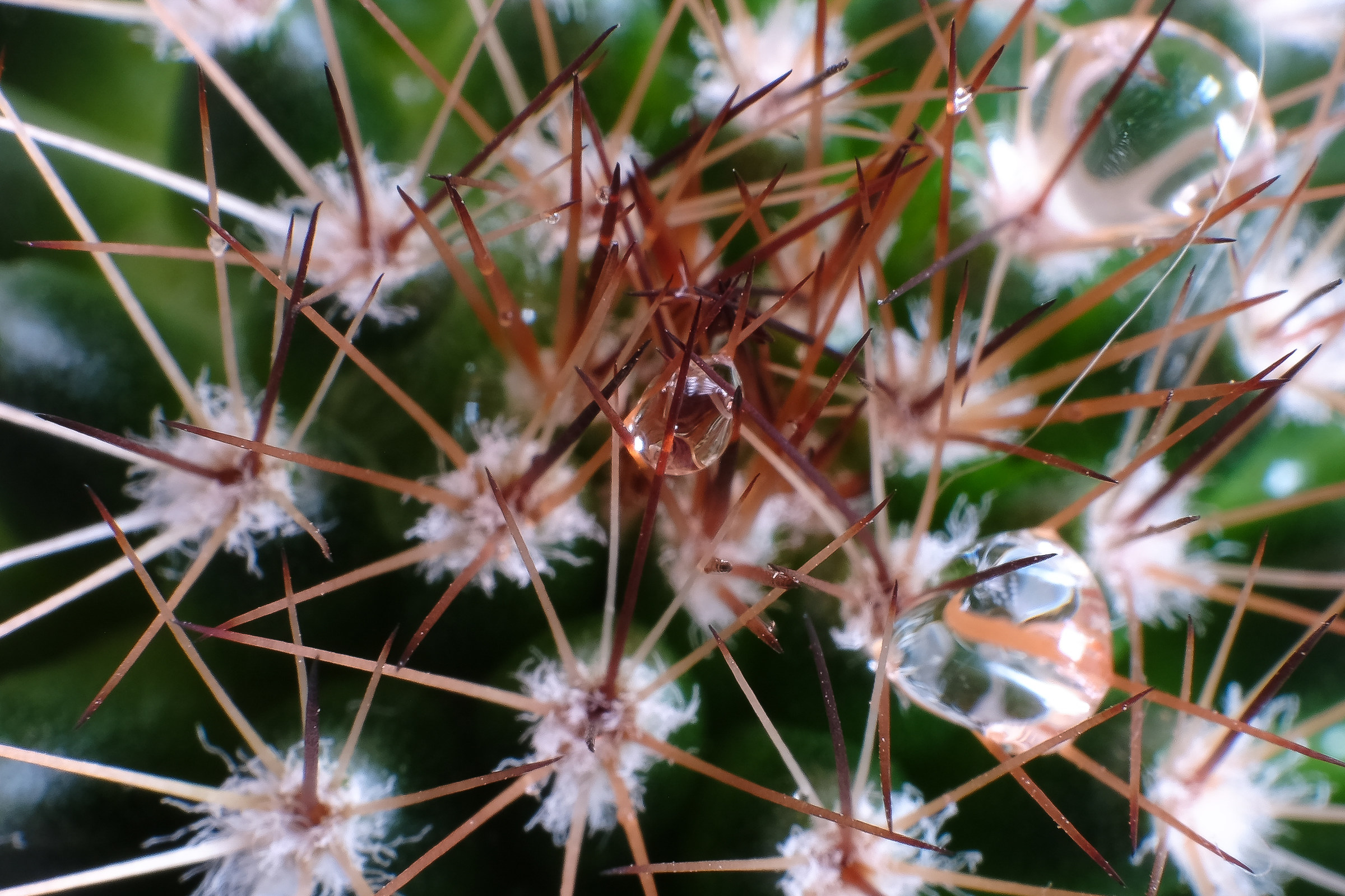 Drop between the spines