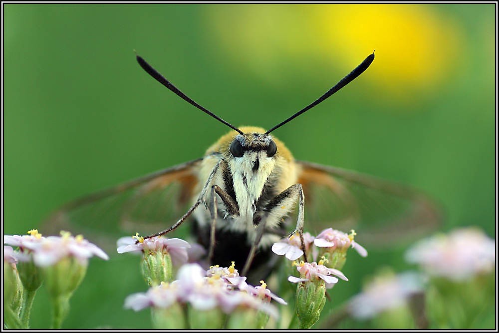 Hemaris tityus