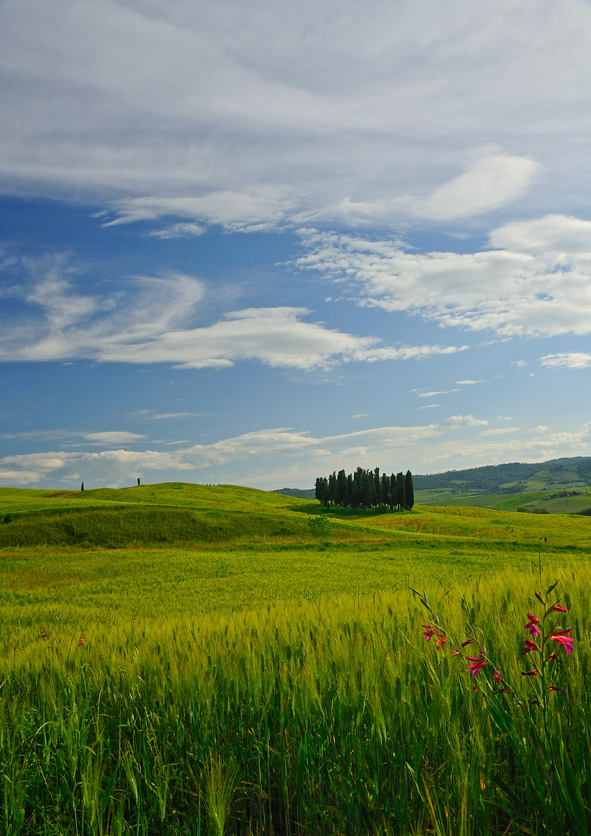 Cipressi a San Quirico d'Orcia...
