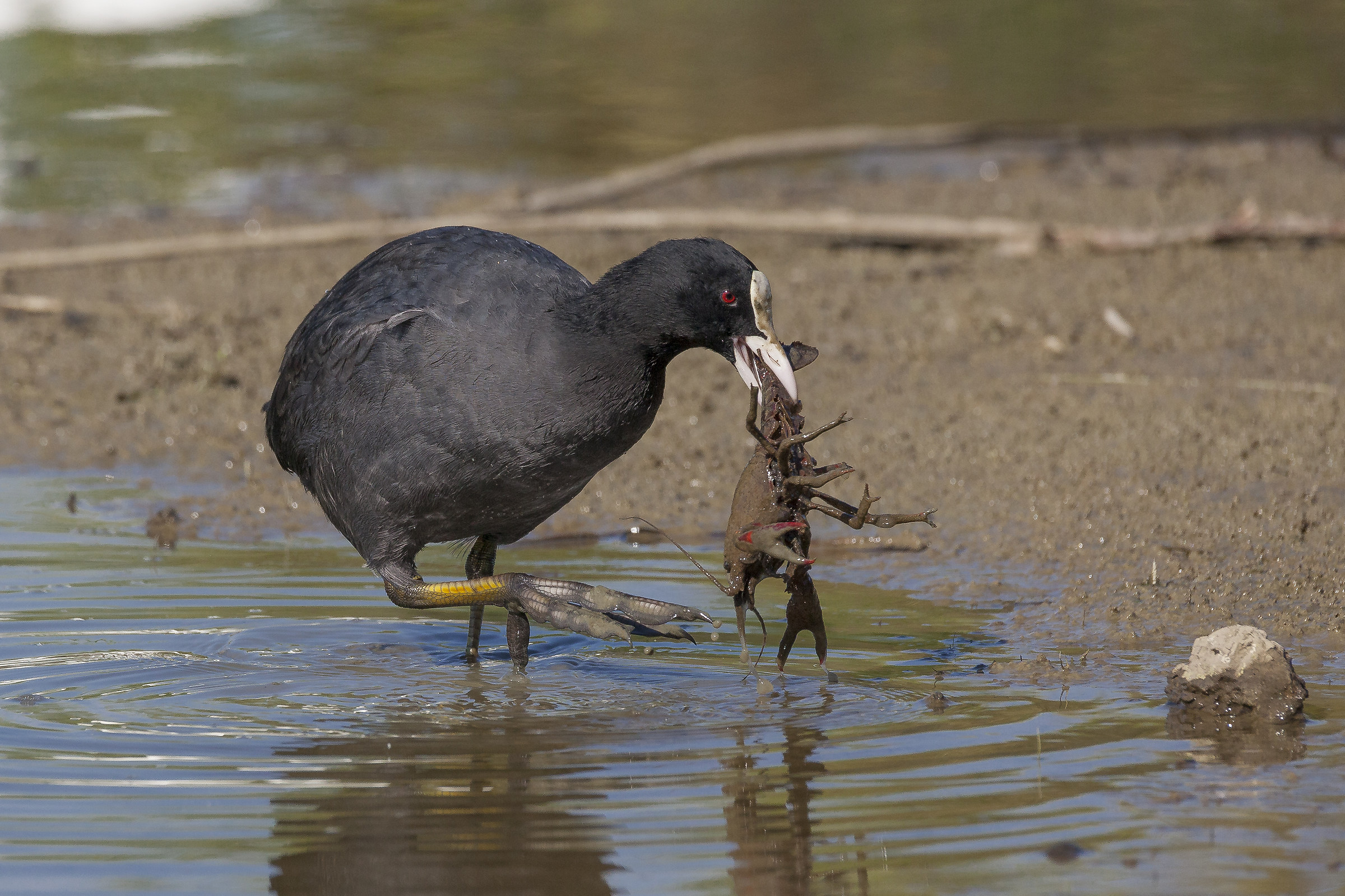 Coot with prey