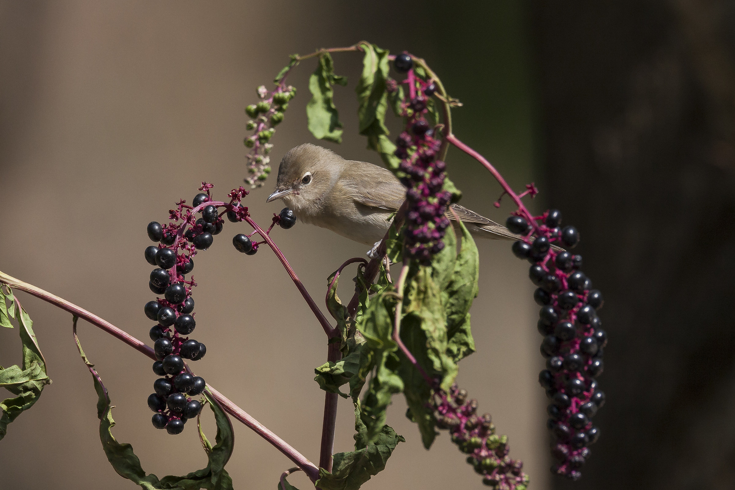 Beccafico of Phytolacca