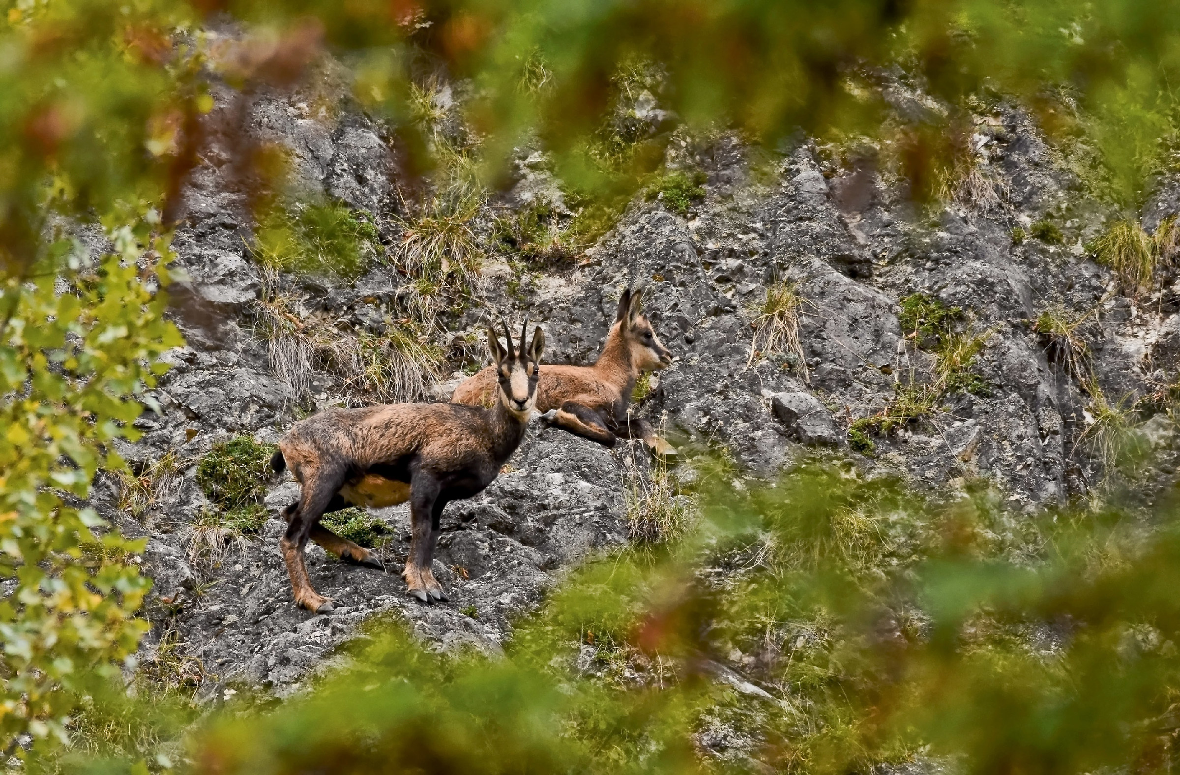 Camoscio femmina con piccolo