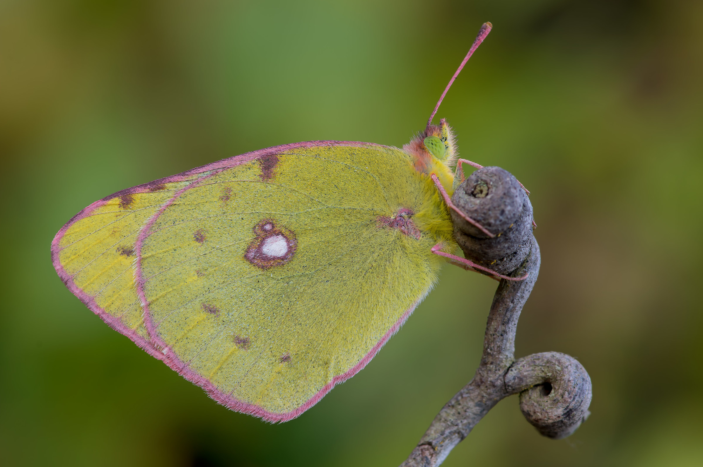 Colias alfacariensis - Pixel shift