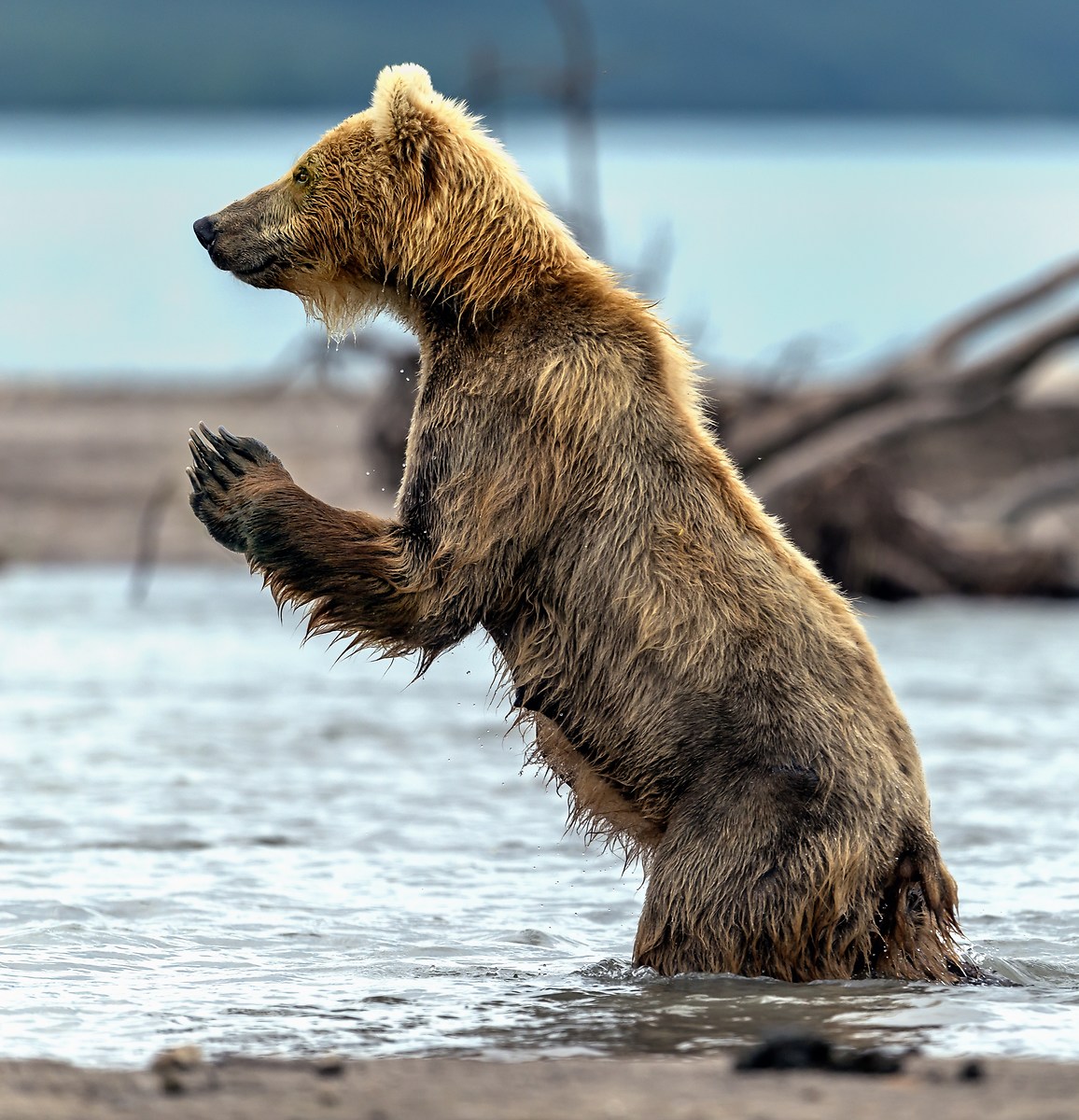 Kamchatka 2016 - Preghiera