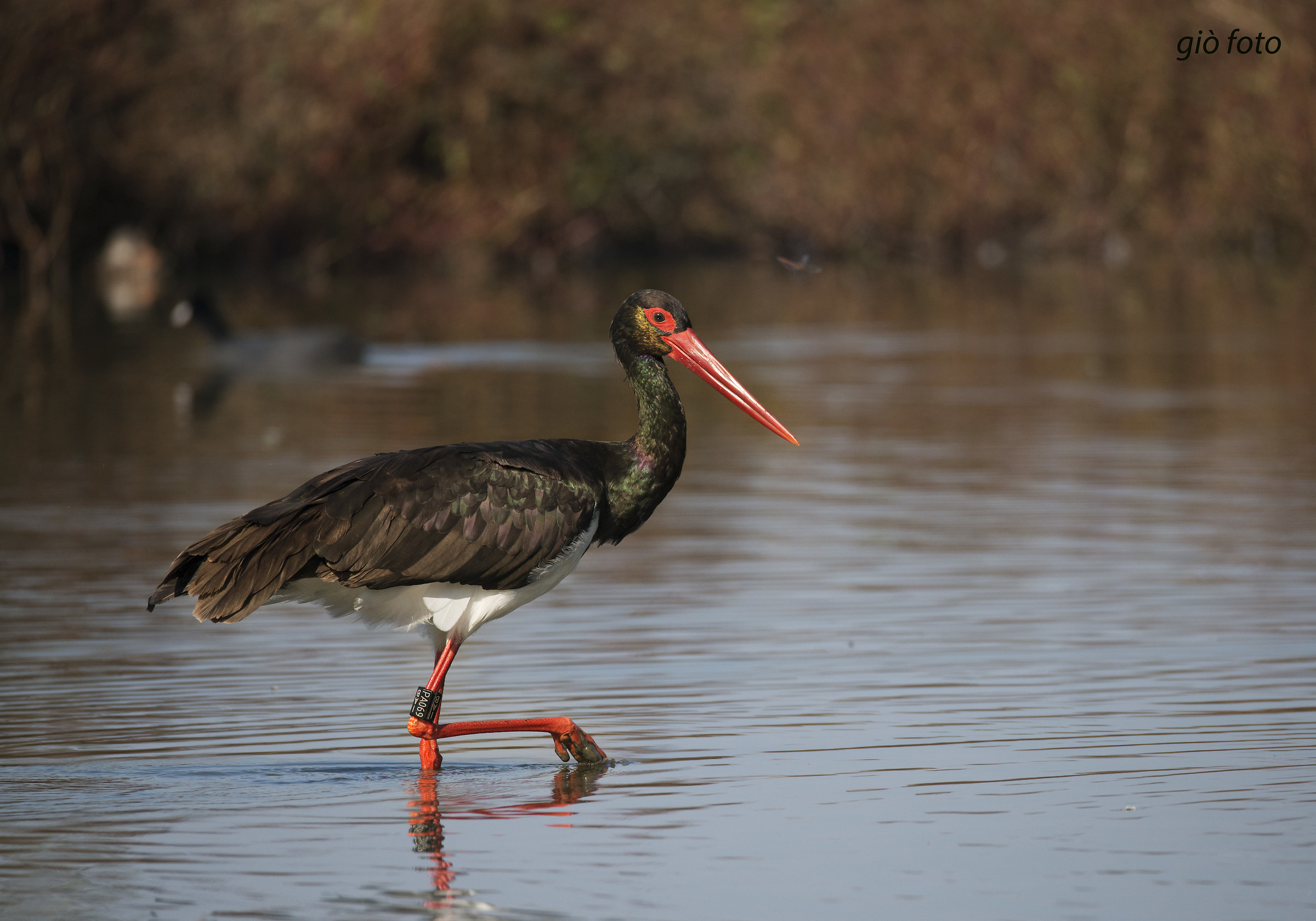 Cicogna nera , in arrivo dalla Cecoslovacchia , sfila !