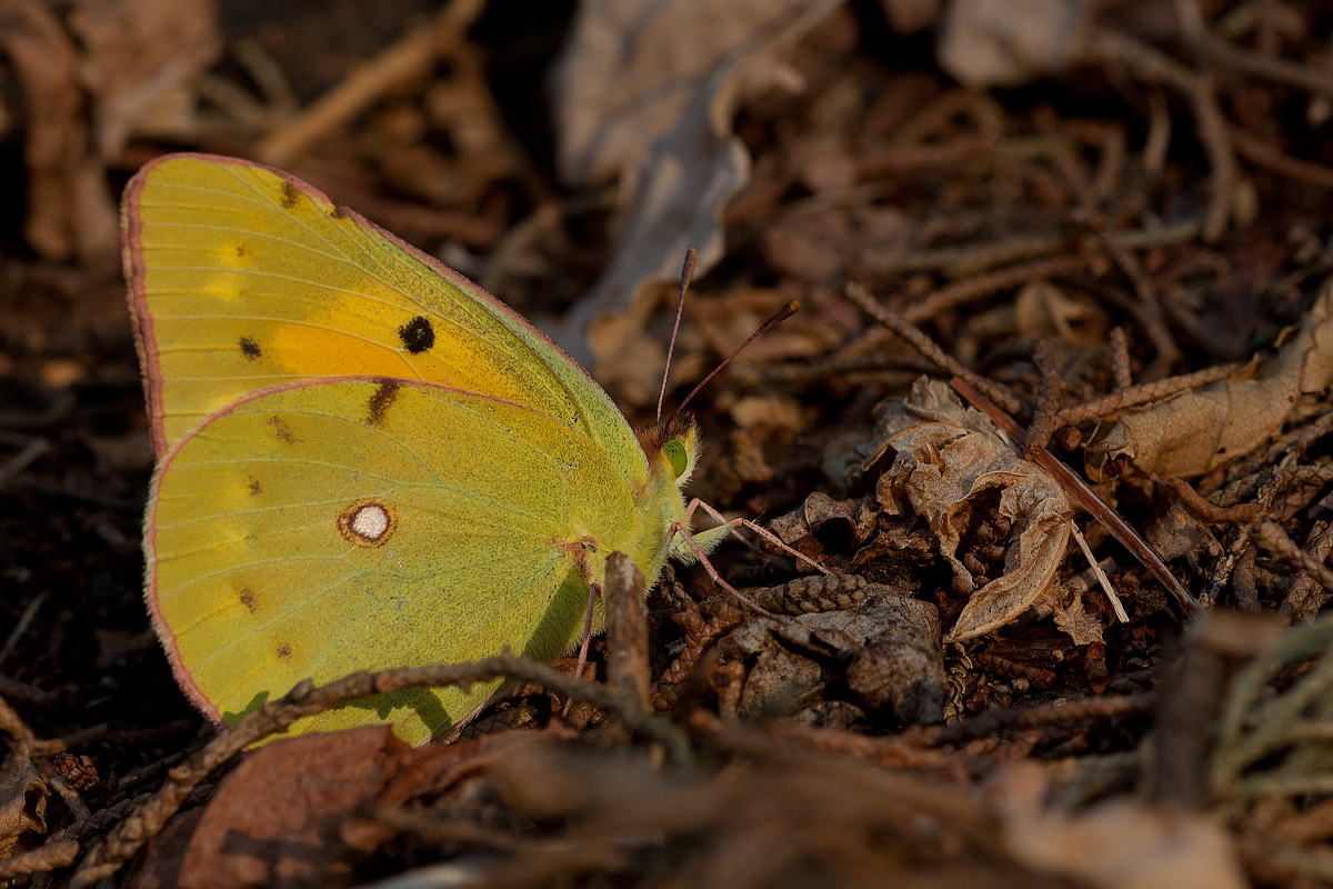 Farfalla del fieno (Colias Hyale)