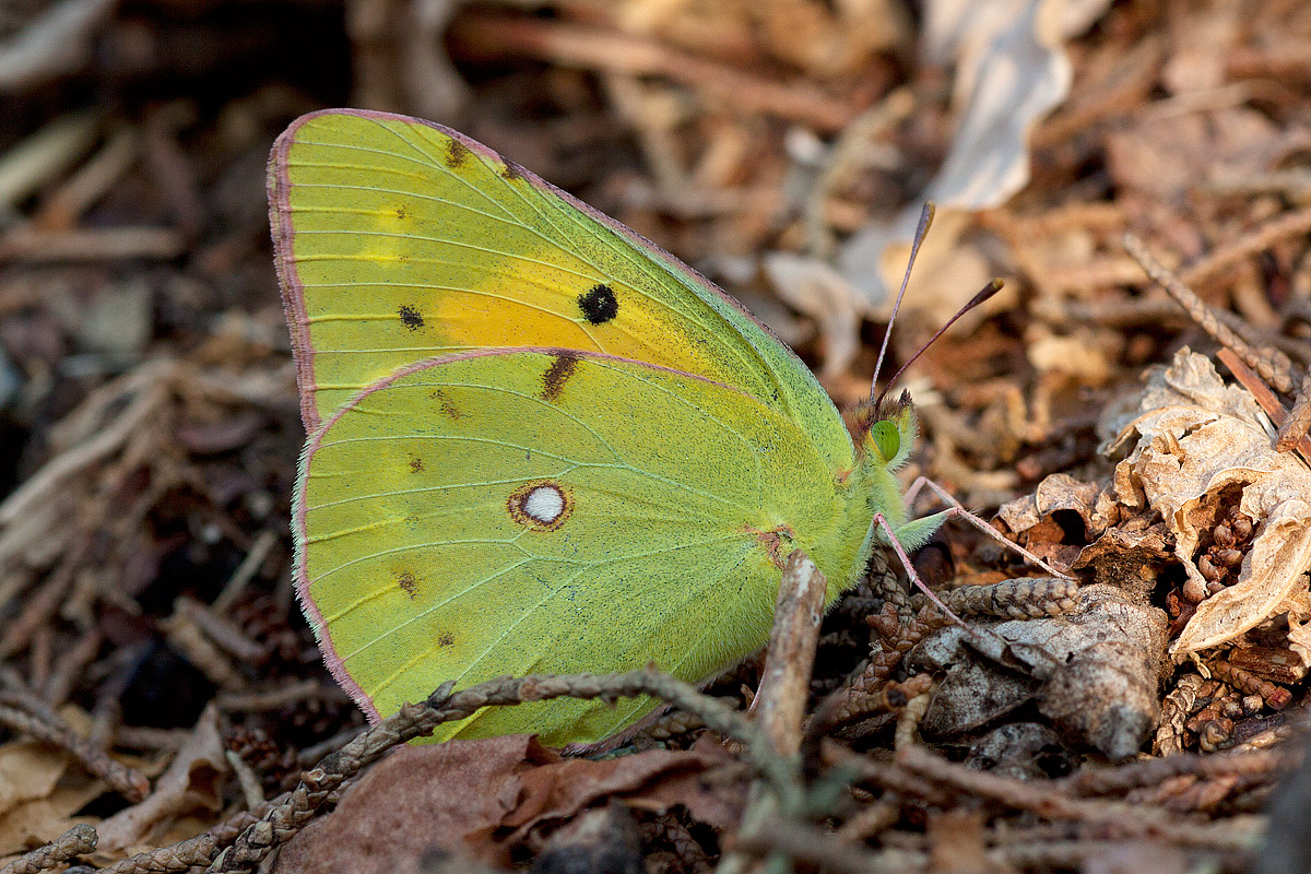 Farfalla del fieno (Colias Hyale)