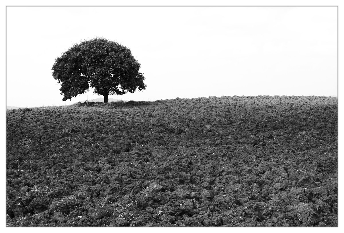 Tree on earth d'Orcia