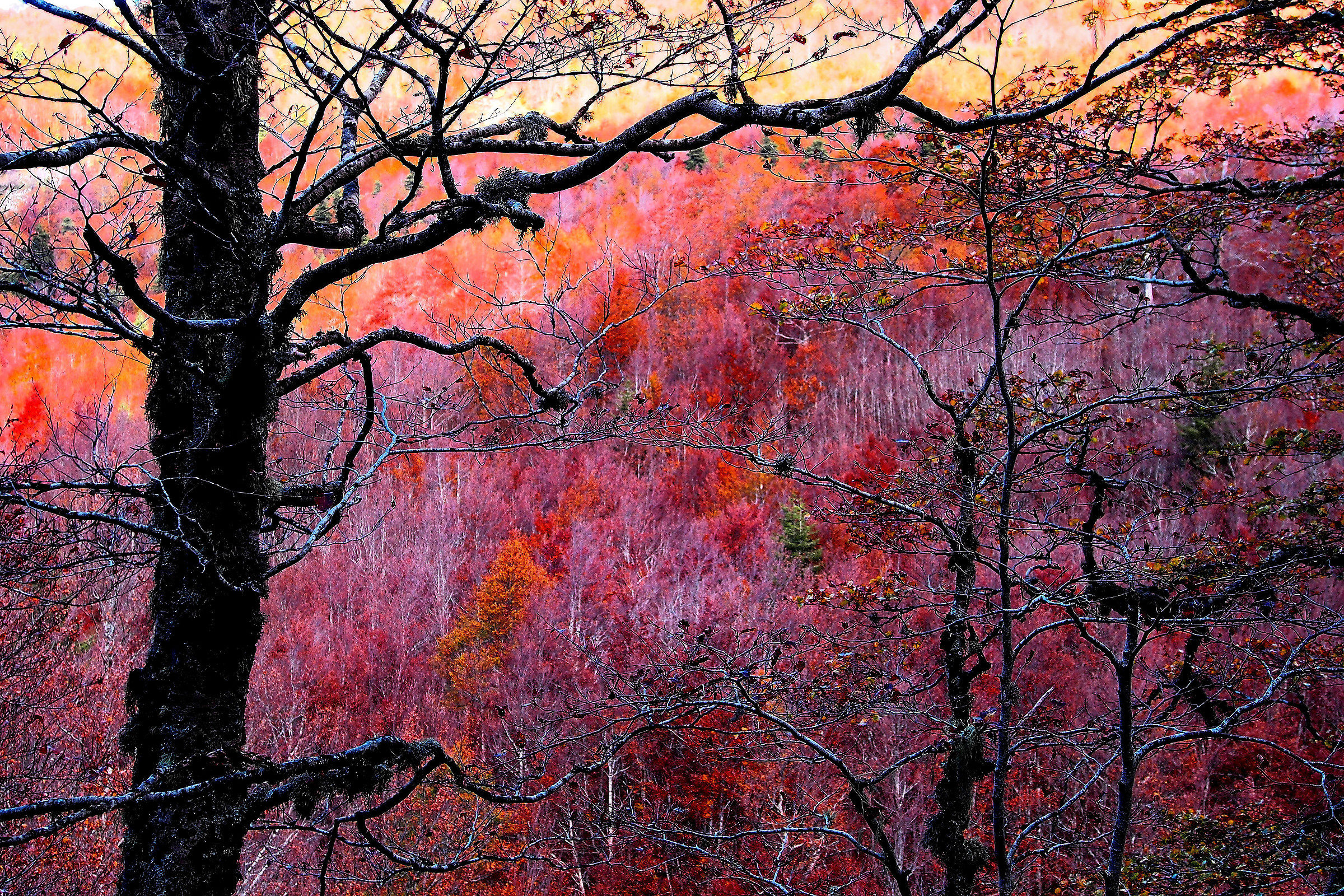 The trees in autumn
