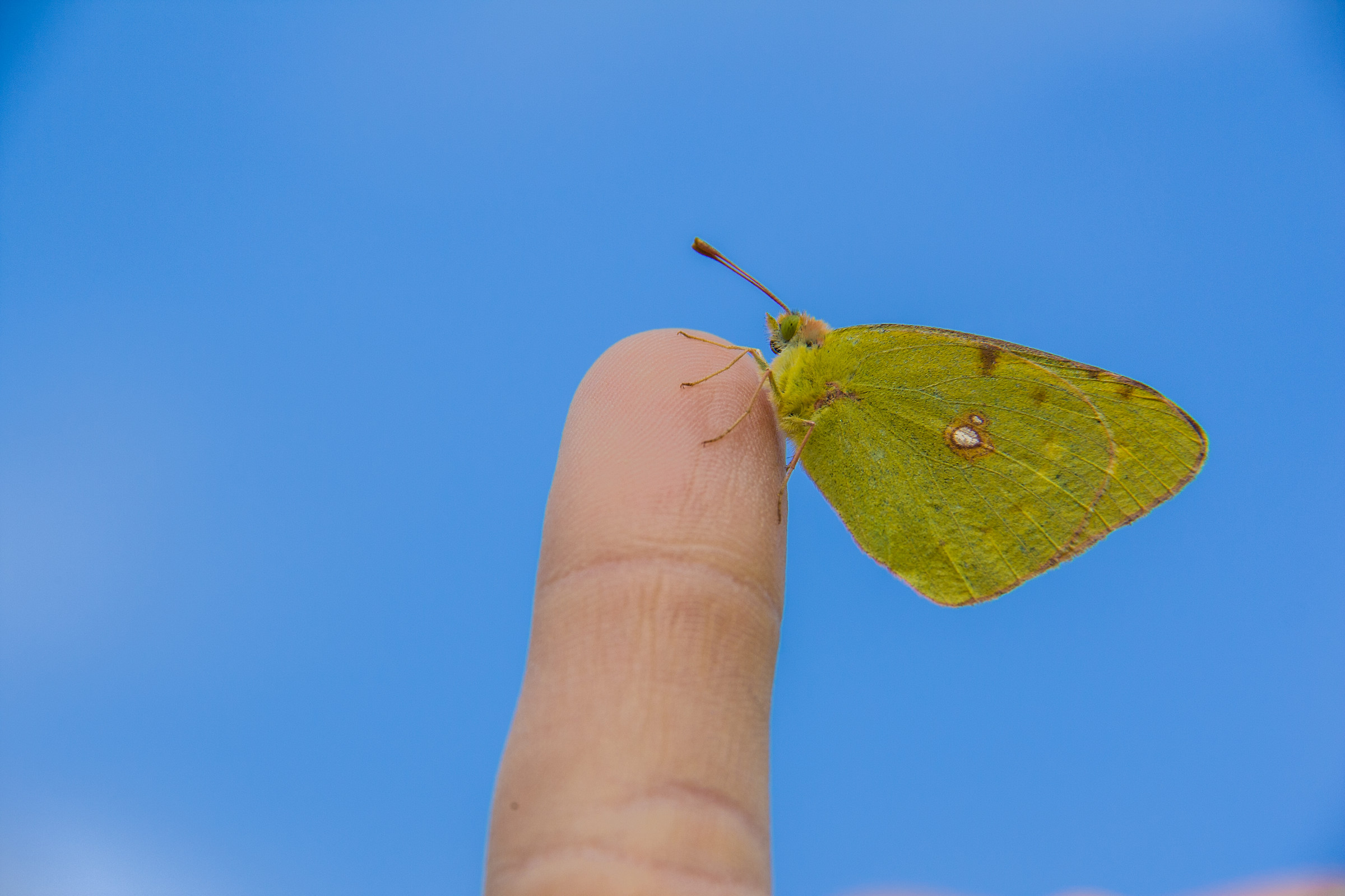 Butterfly on finger