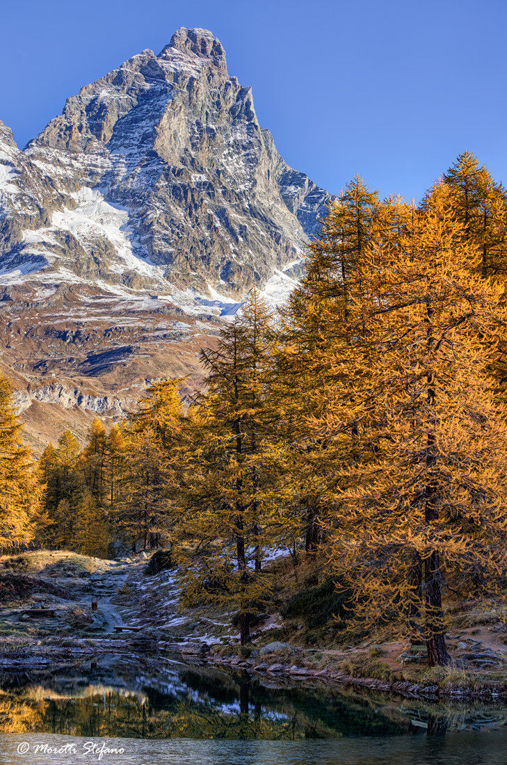 His Majesty and larches