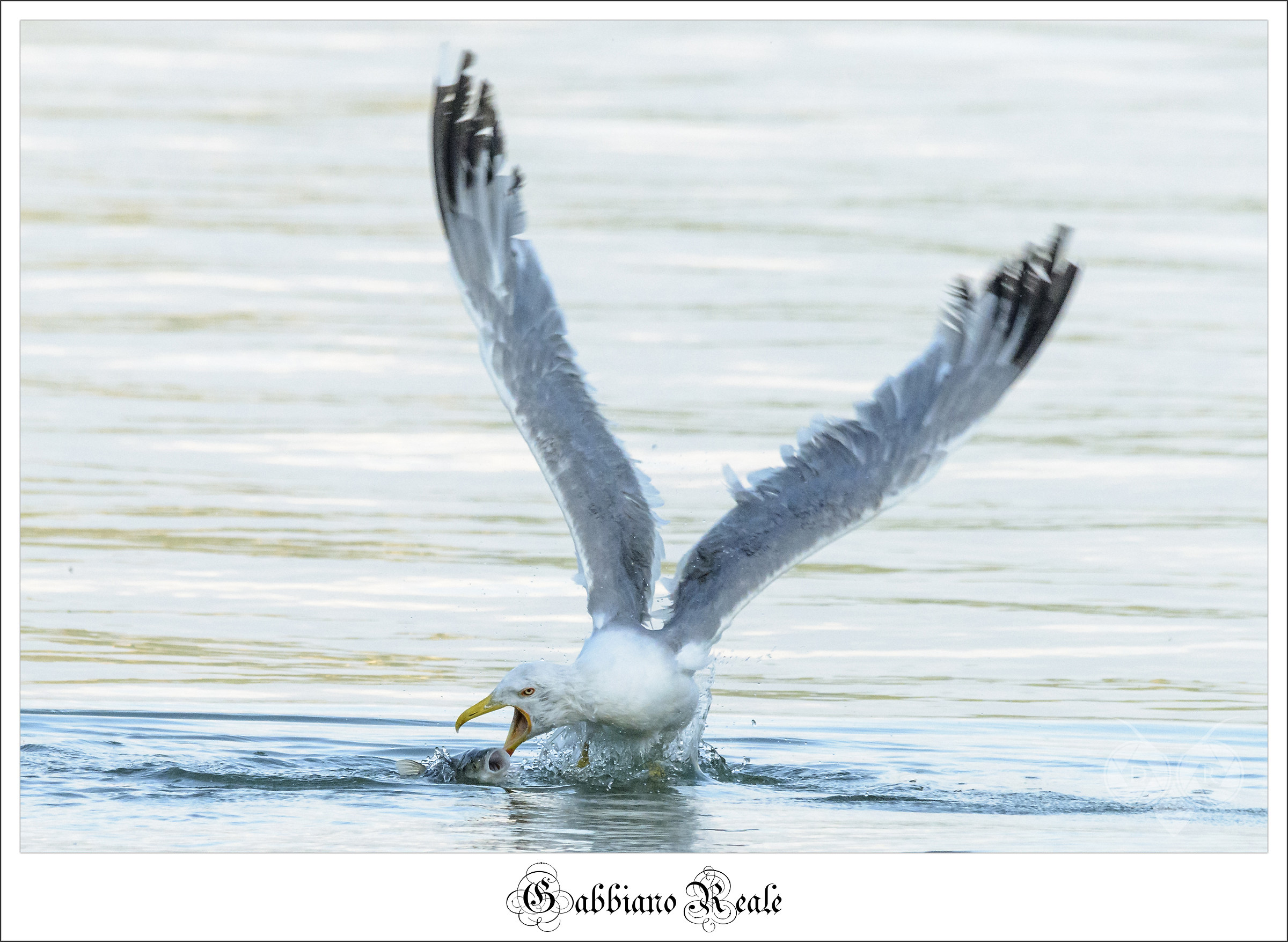 - Herring gull - ruthless hunt -