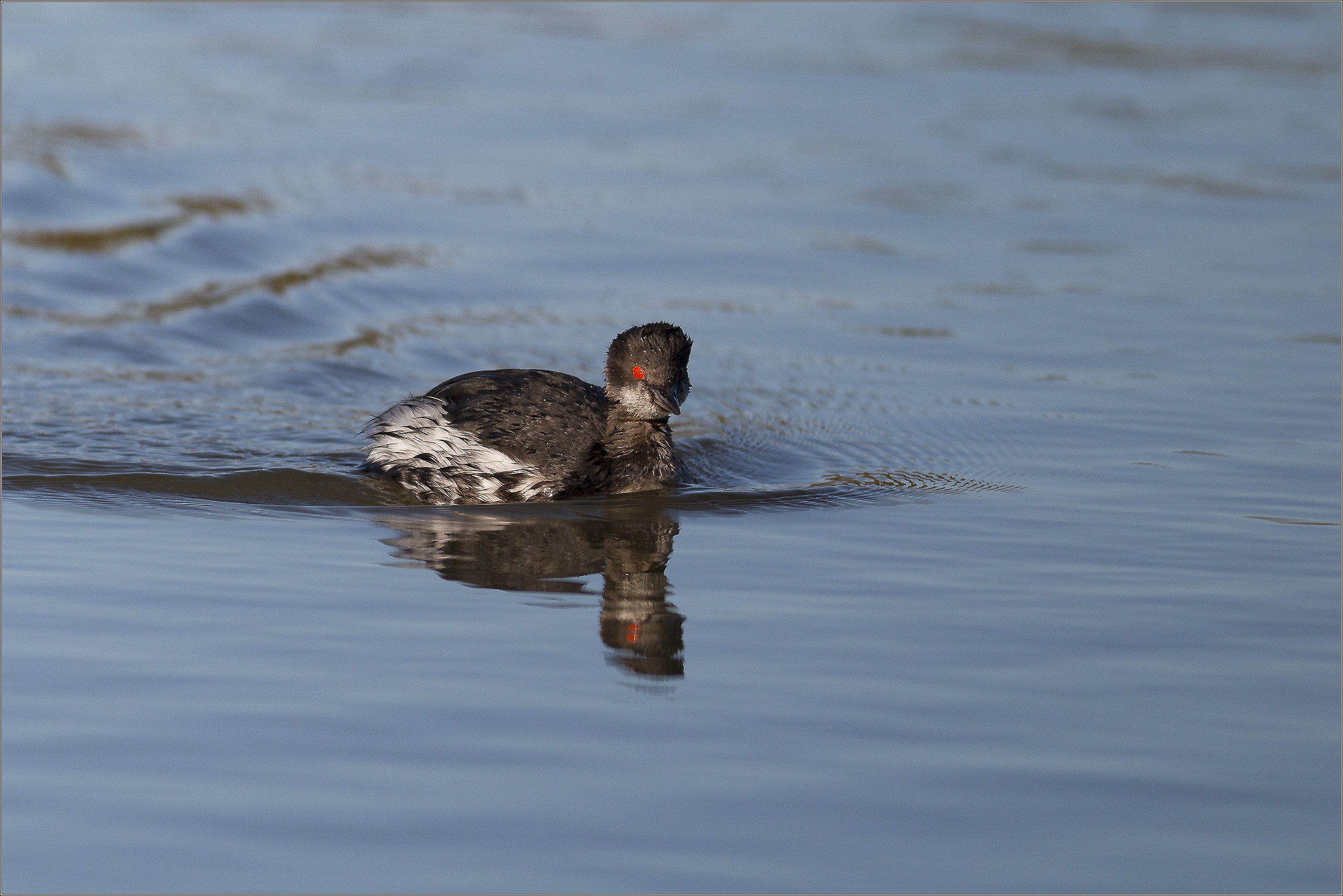 black-necked grebe approaching