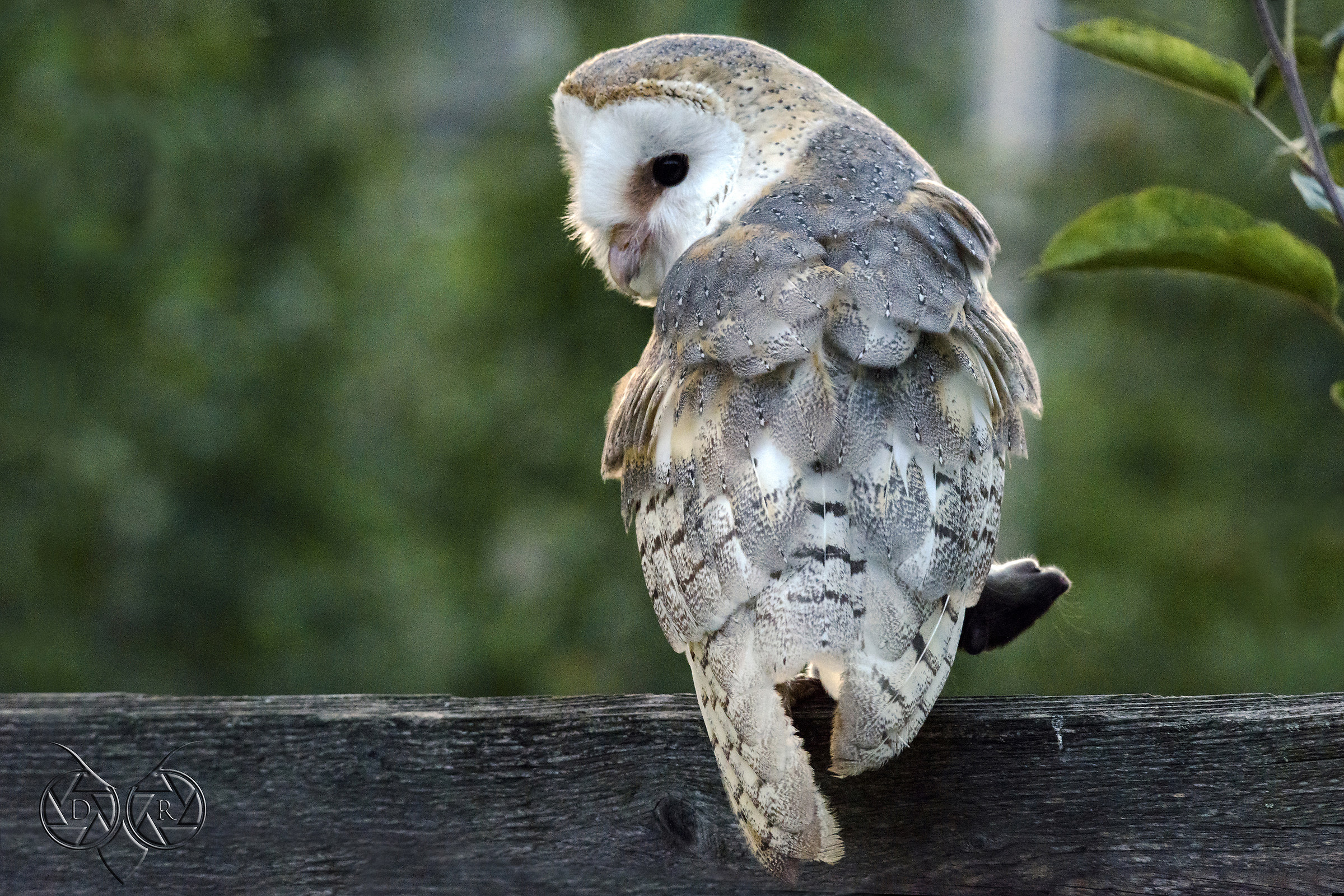 - Barn owl - hunting