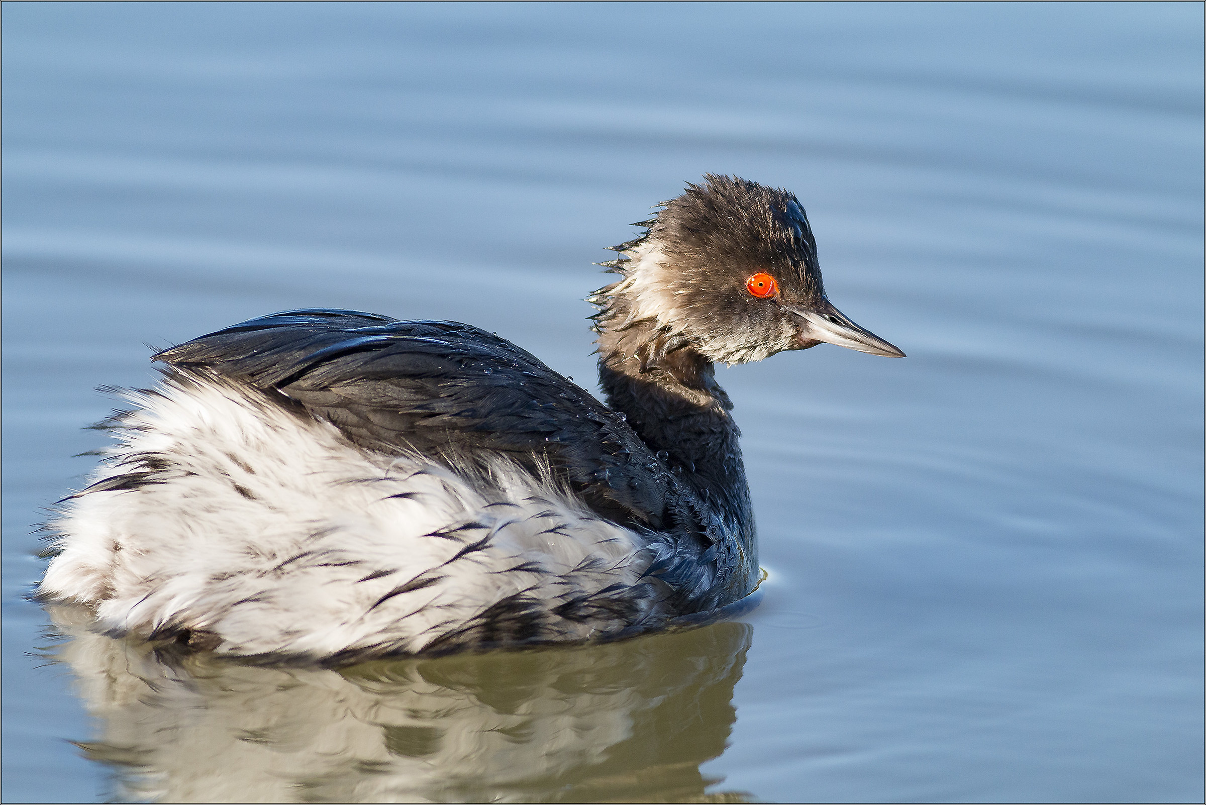 necked grebe