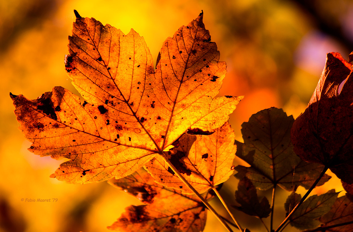 I Colori Dell' Autunno....