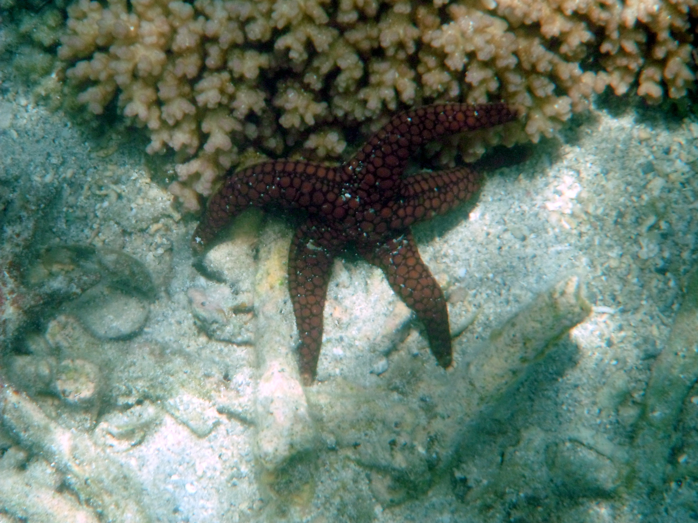 Starfish