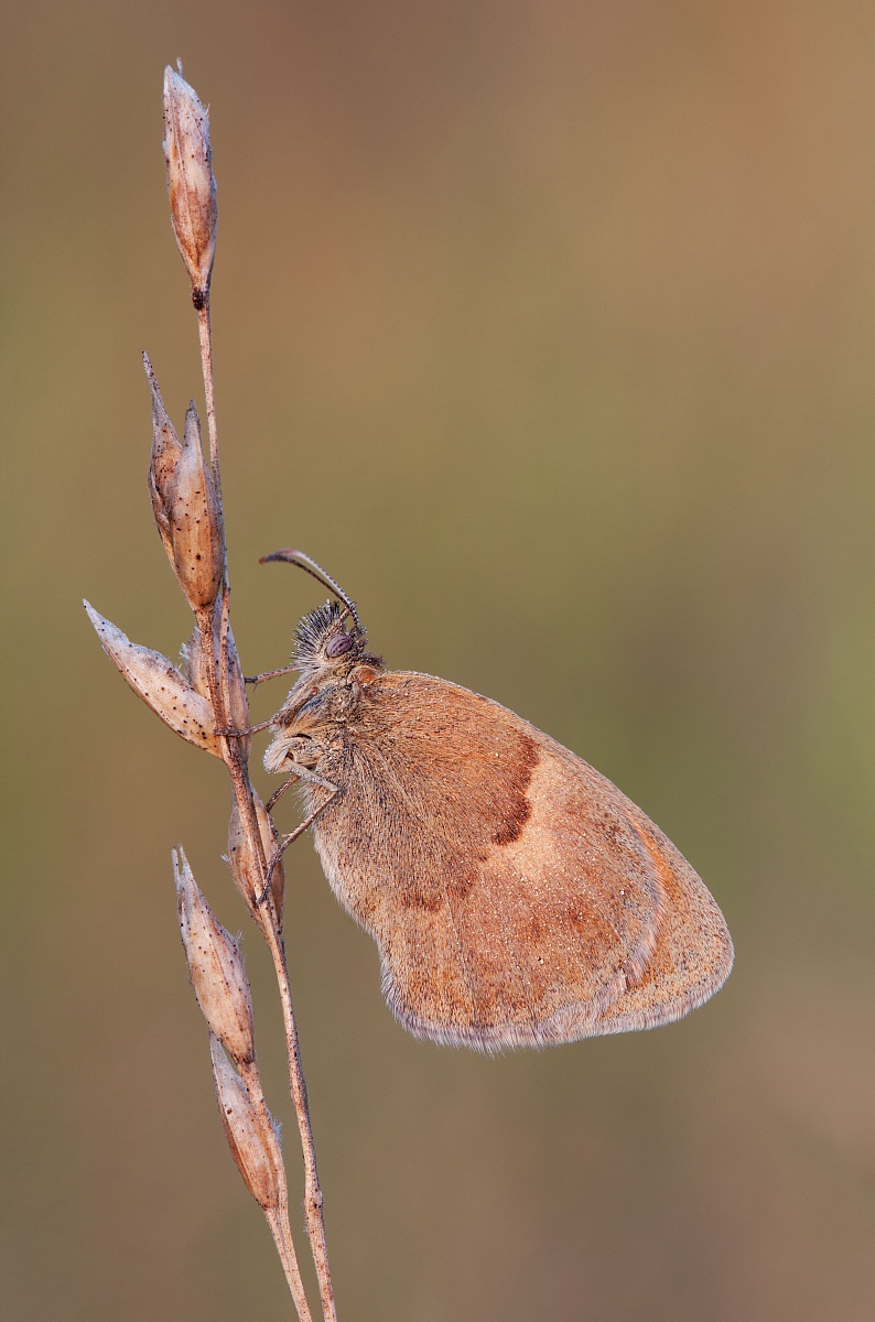 coenonympha pamphilus - Prime luci