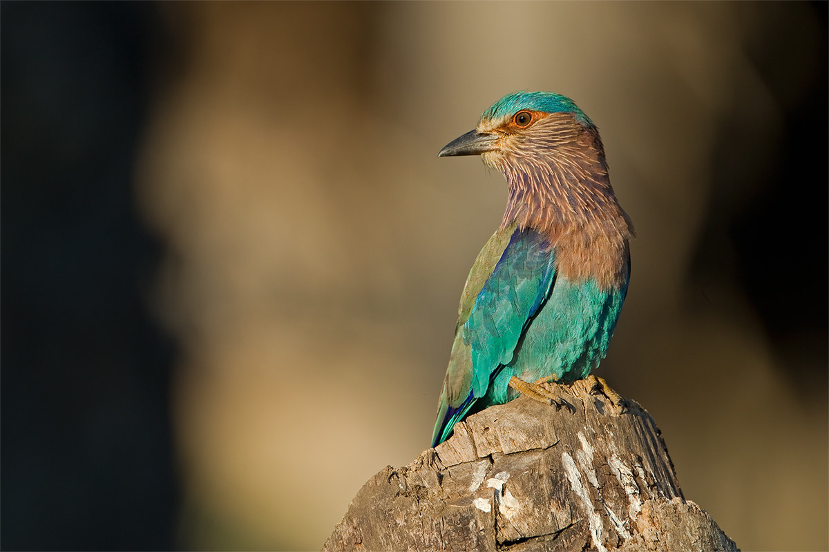 Coracias benghalensis (Indian roller)