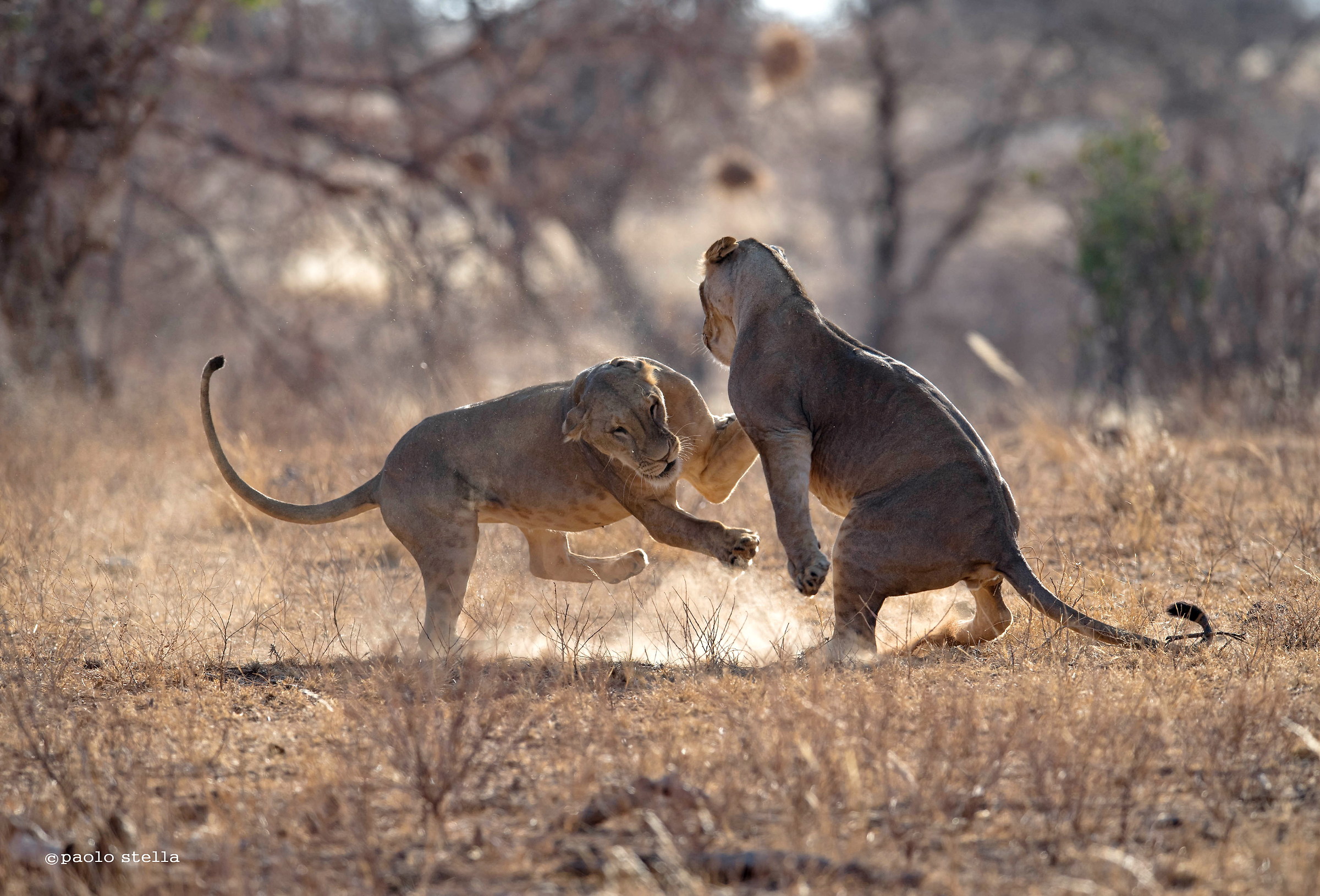 lioness's fight - 3