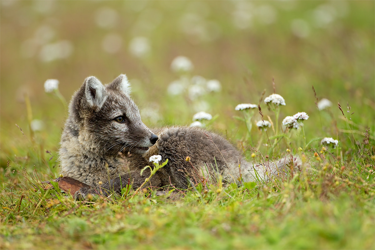 Vulpes lagopus (volpe artica) - Islanda