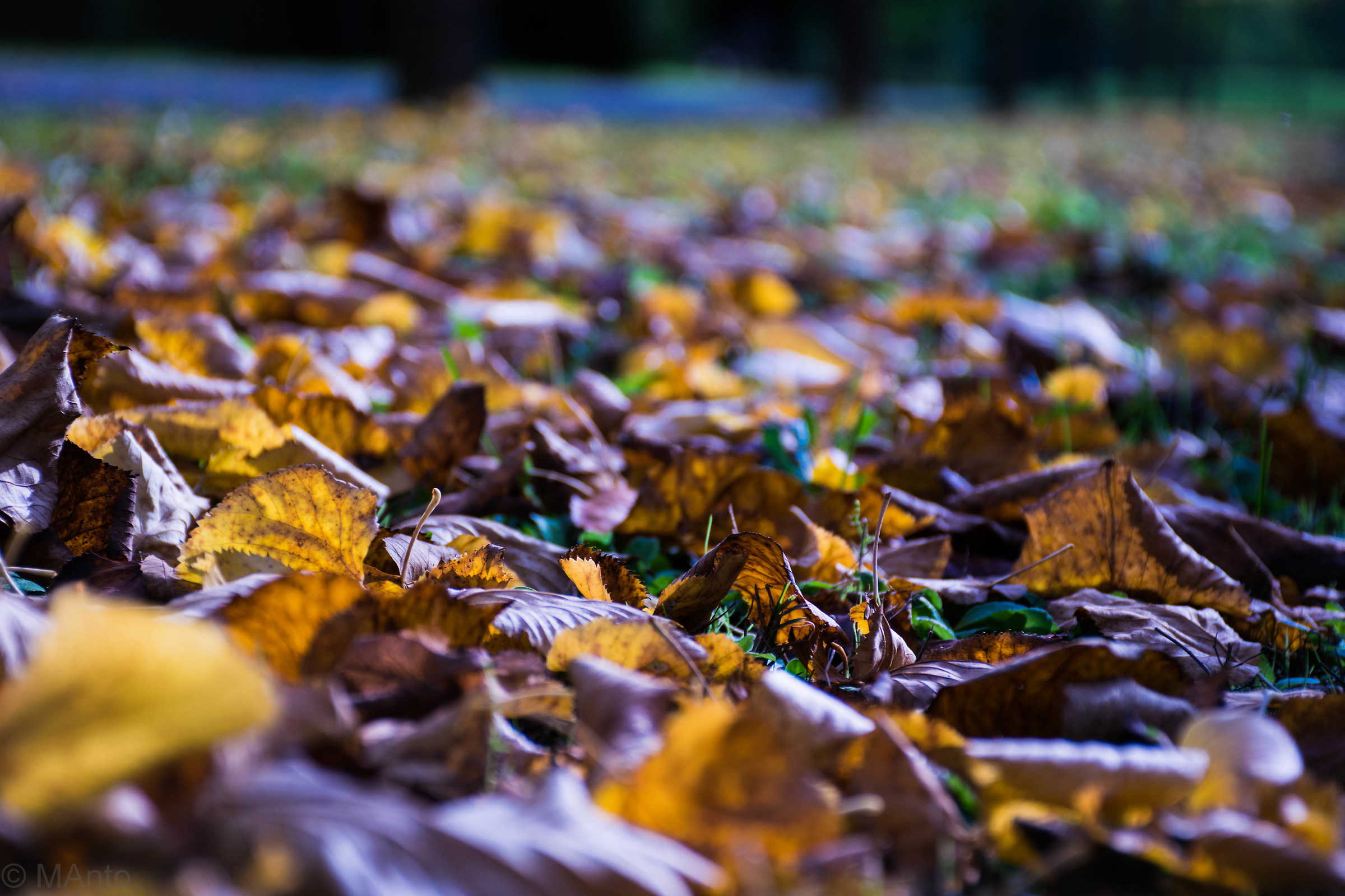 tappeto di foglie morte