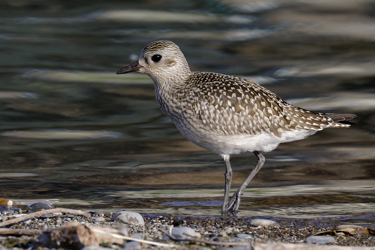Grey Plover