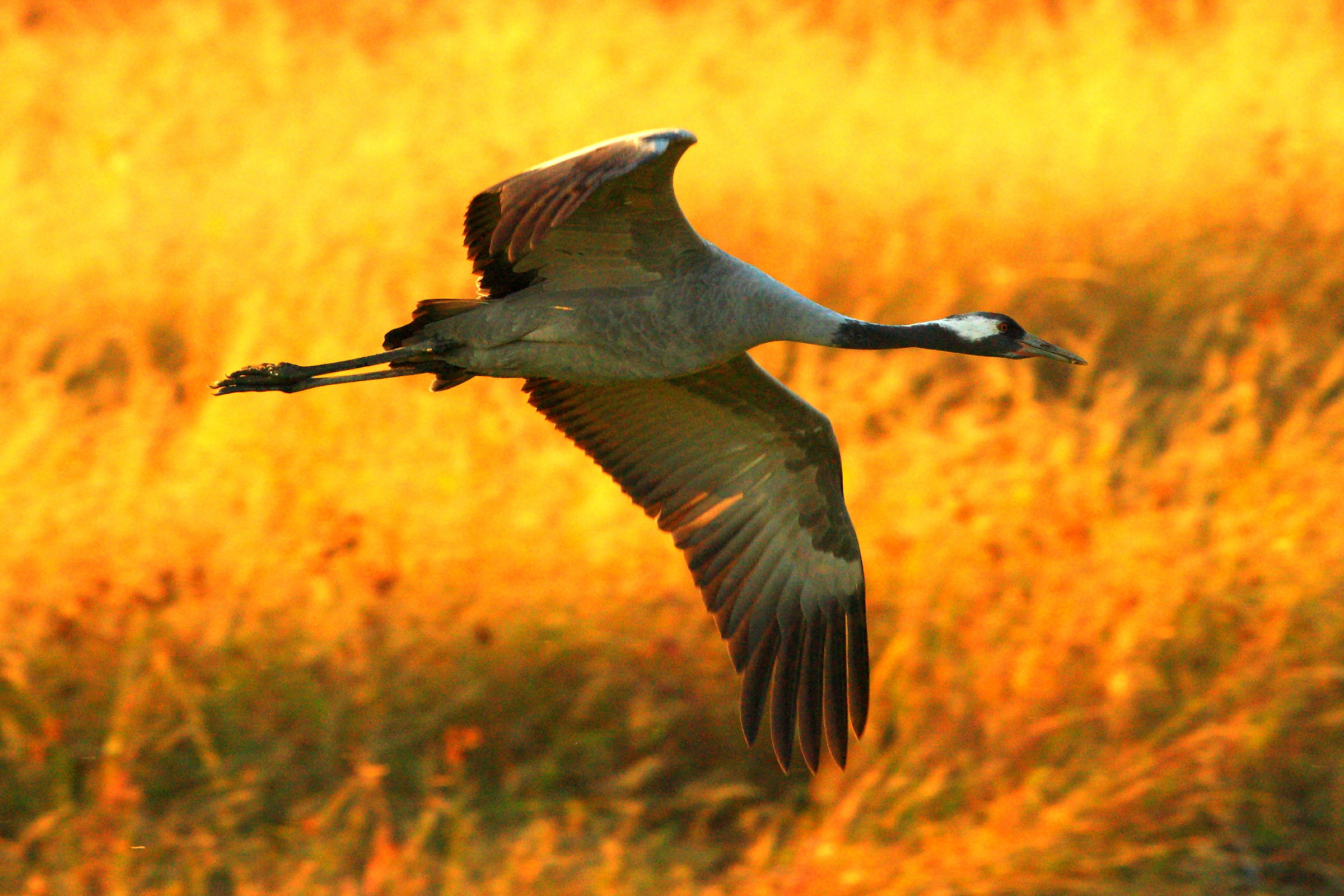 Cranes at sunset ...