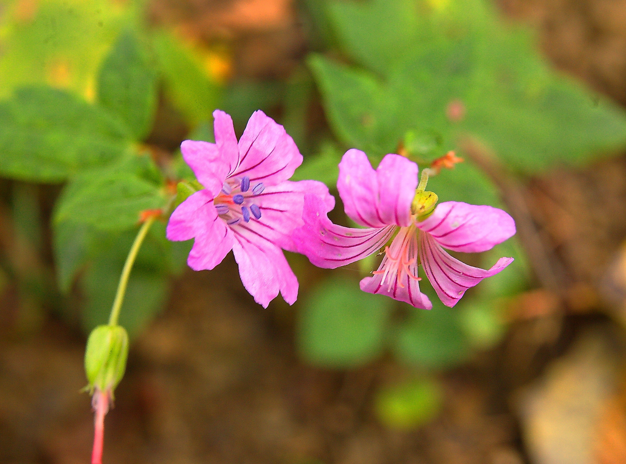 late bloomer in 700metri, the wood does not sleep