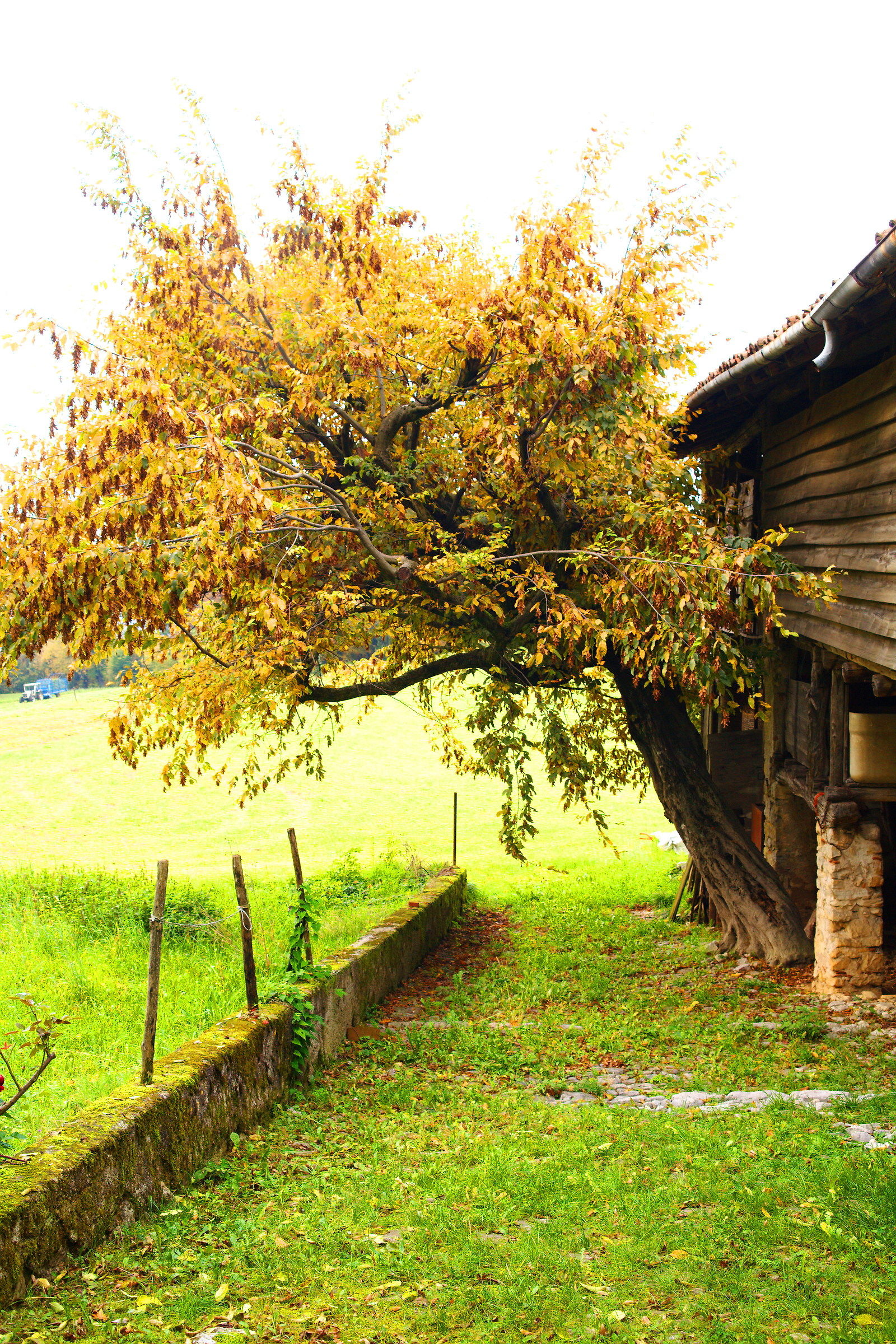 Barn and chestnut ..., symbiosis