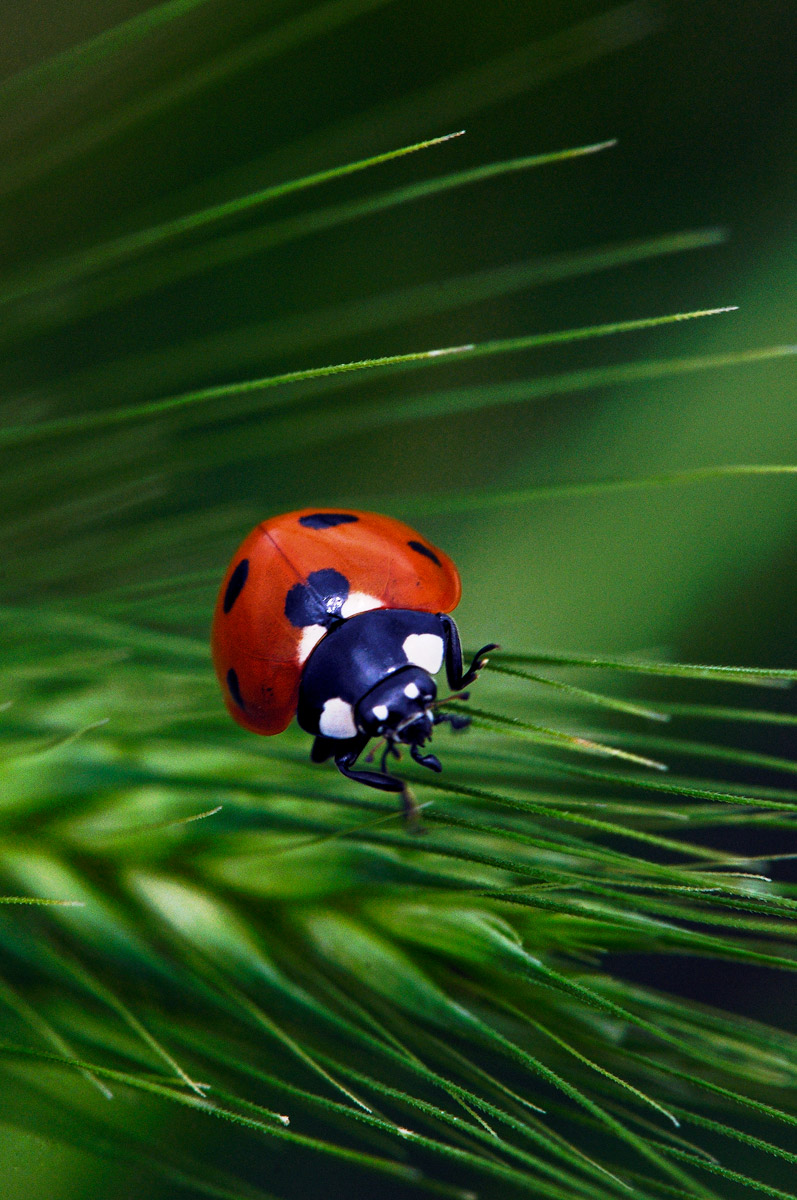 Coccinella...