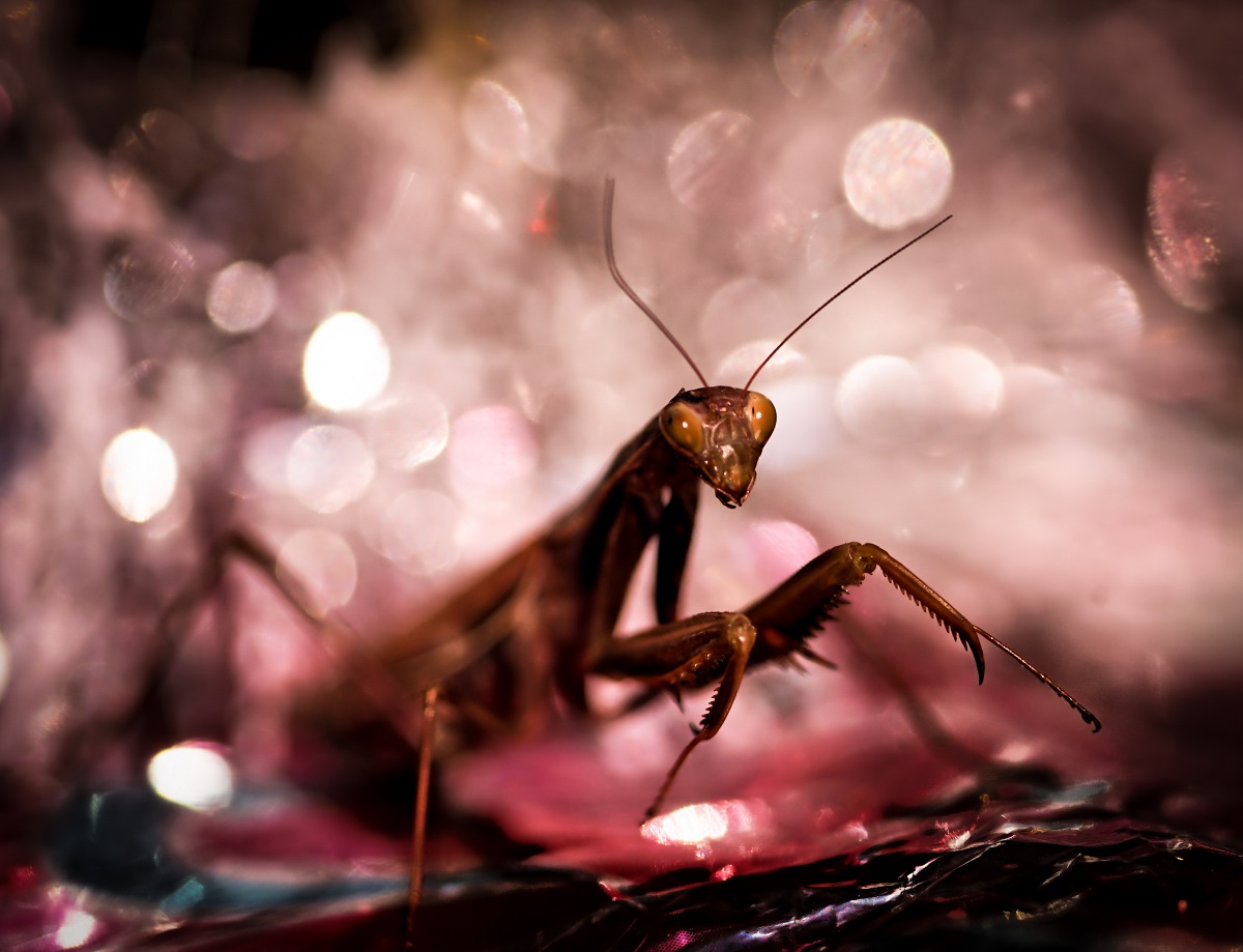 mantis bokeh