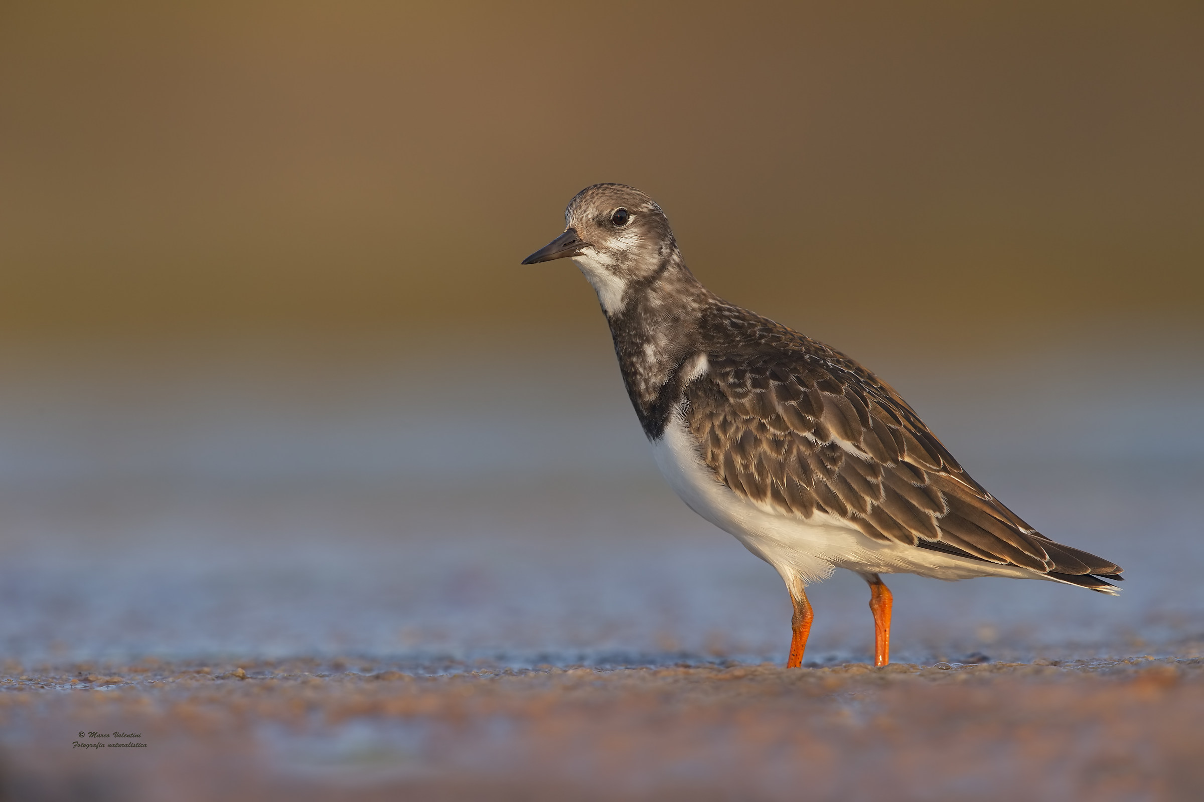 Turnstone HD