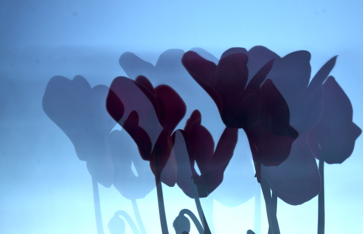 Cyclamens on any subject
