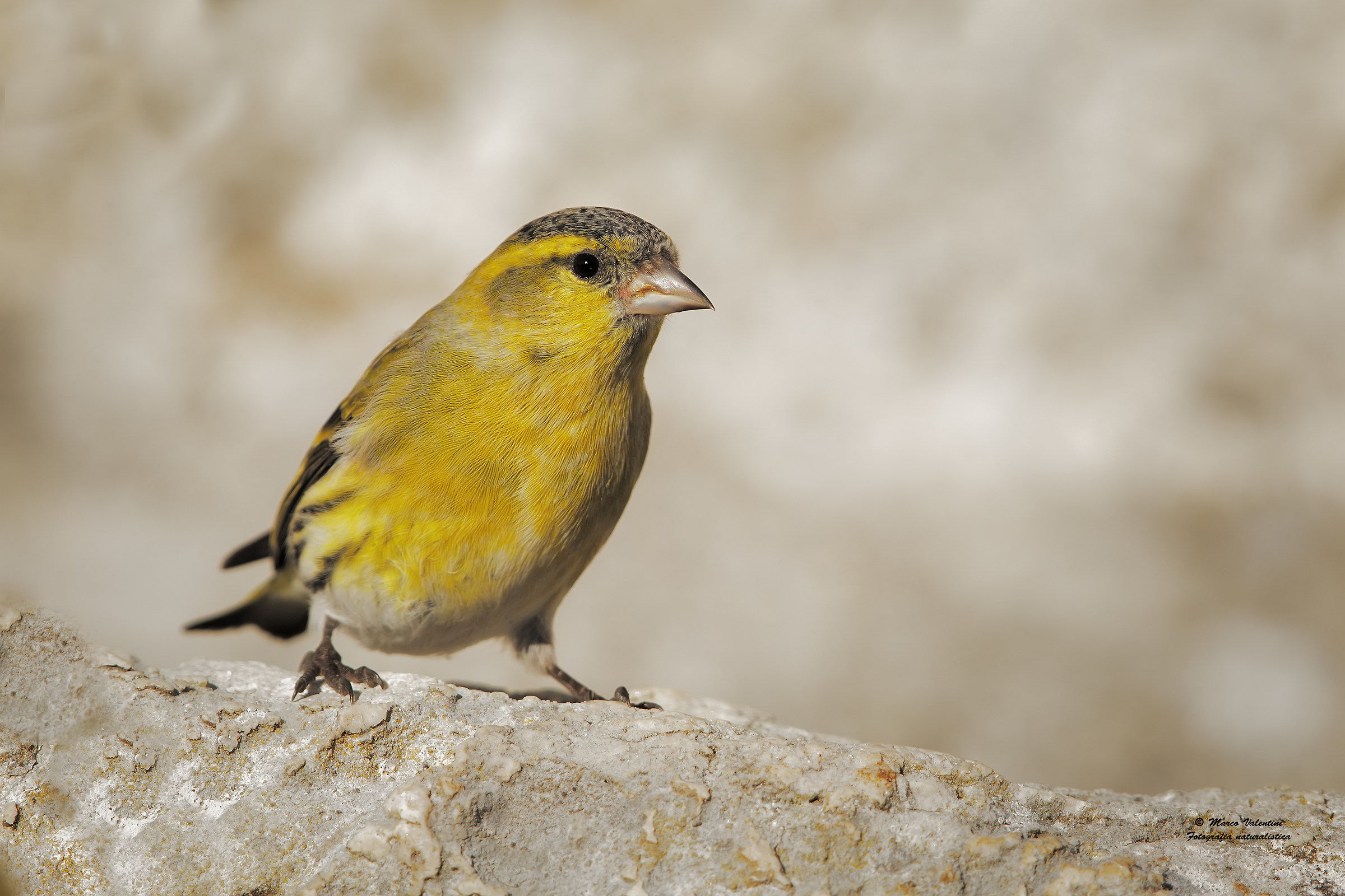 Siskin - Try Canon 5Div