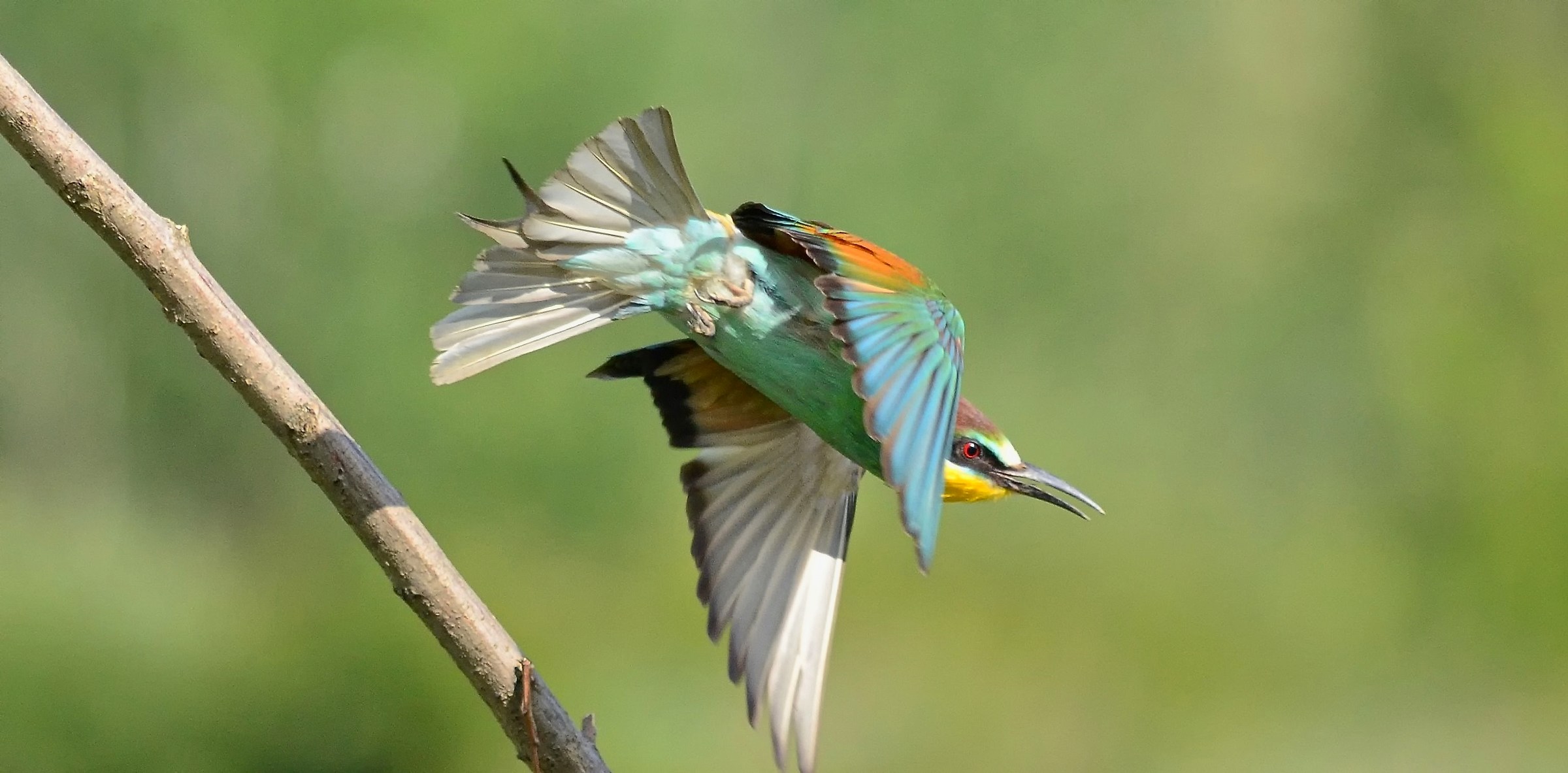 Bee-eater to jump