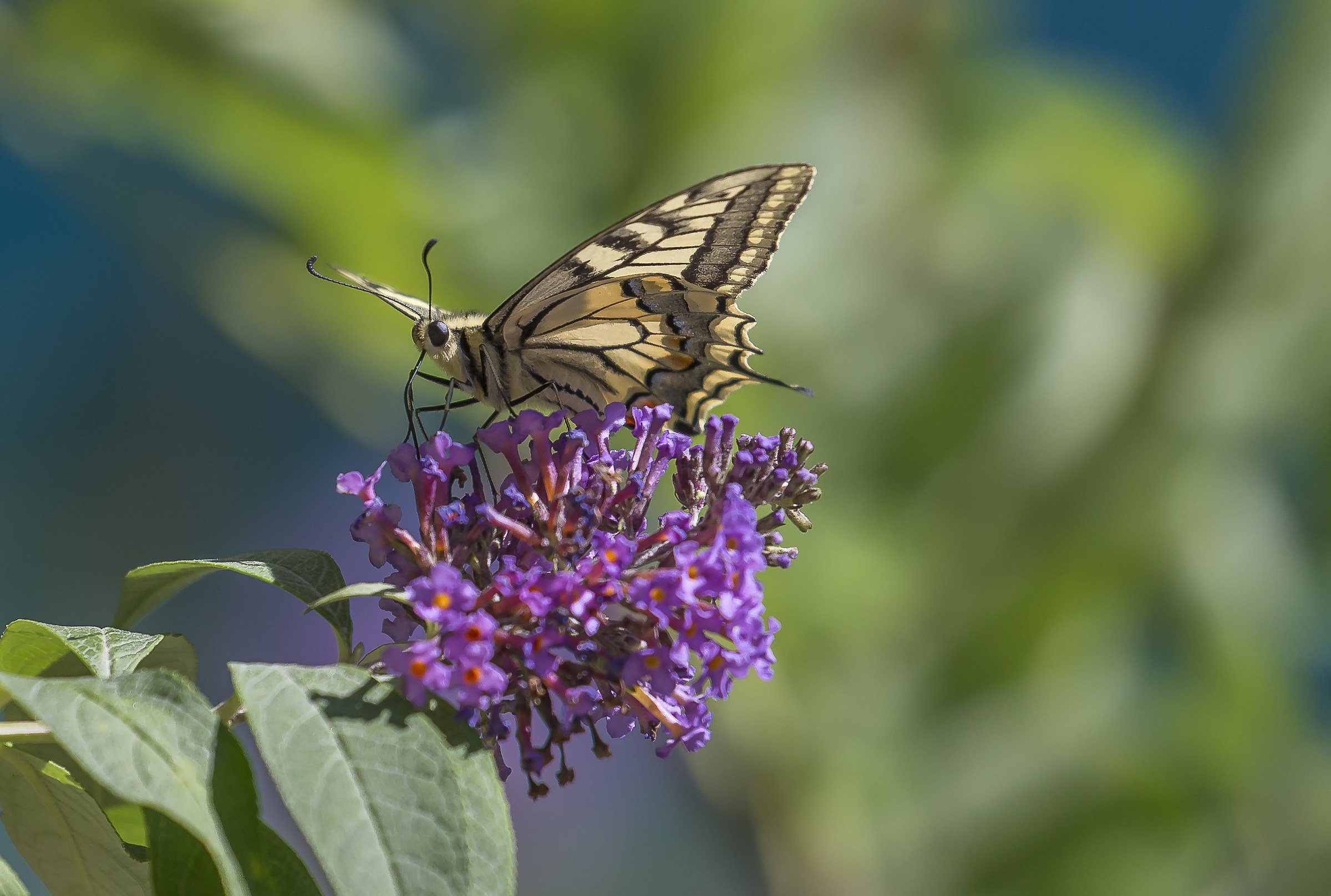 Papilio machaon